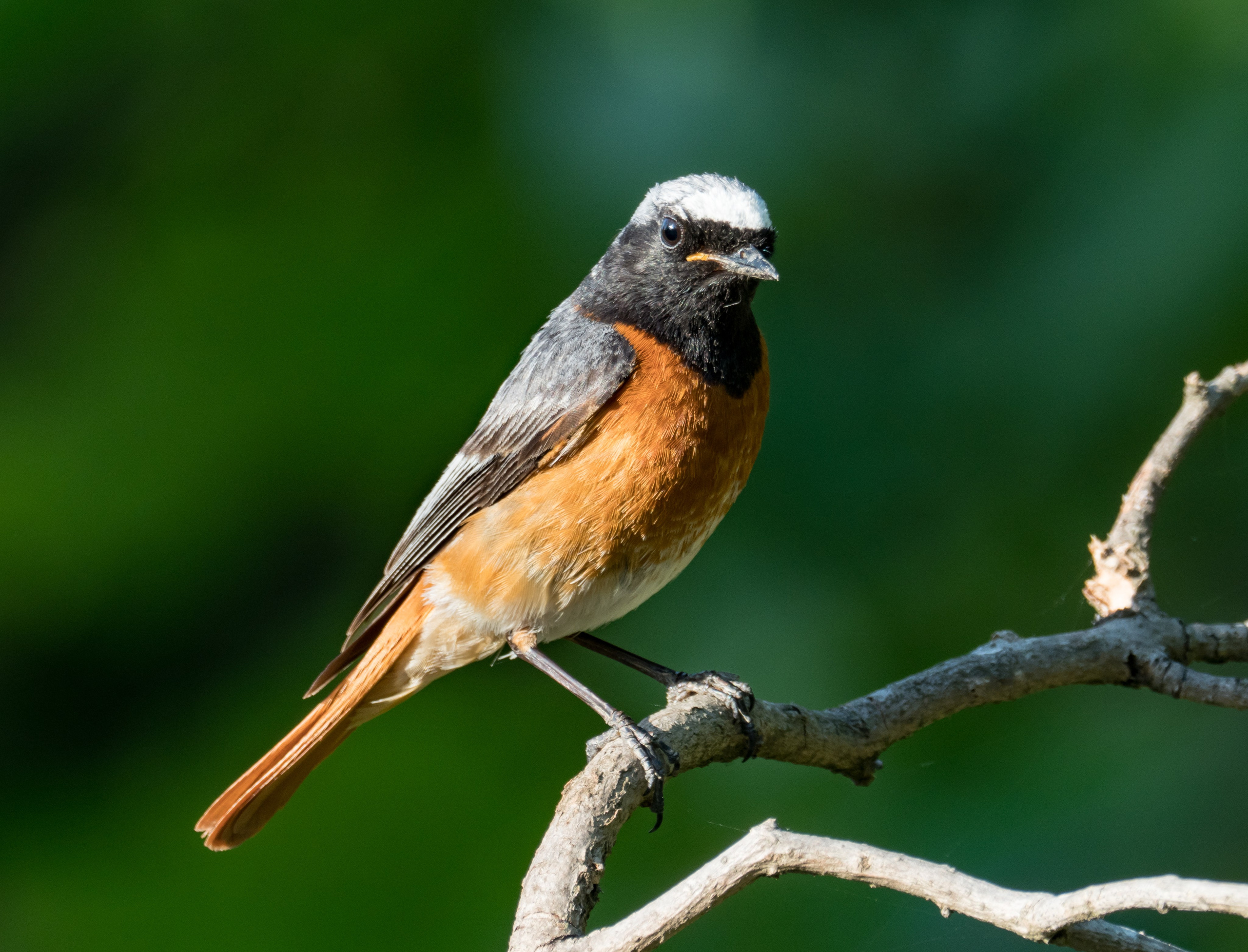 Птицы и животные. Oles Paritskiy