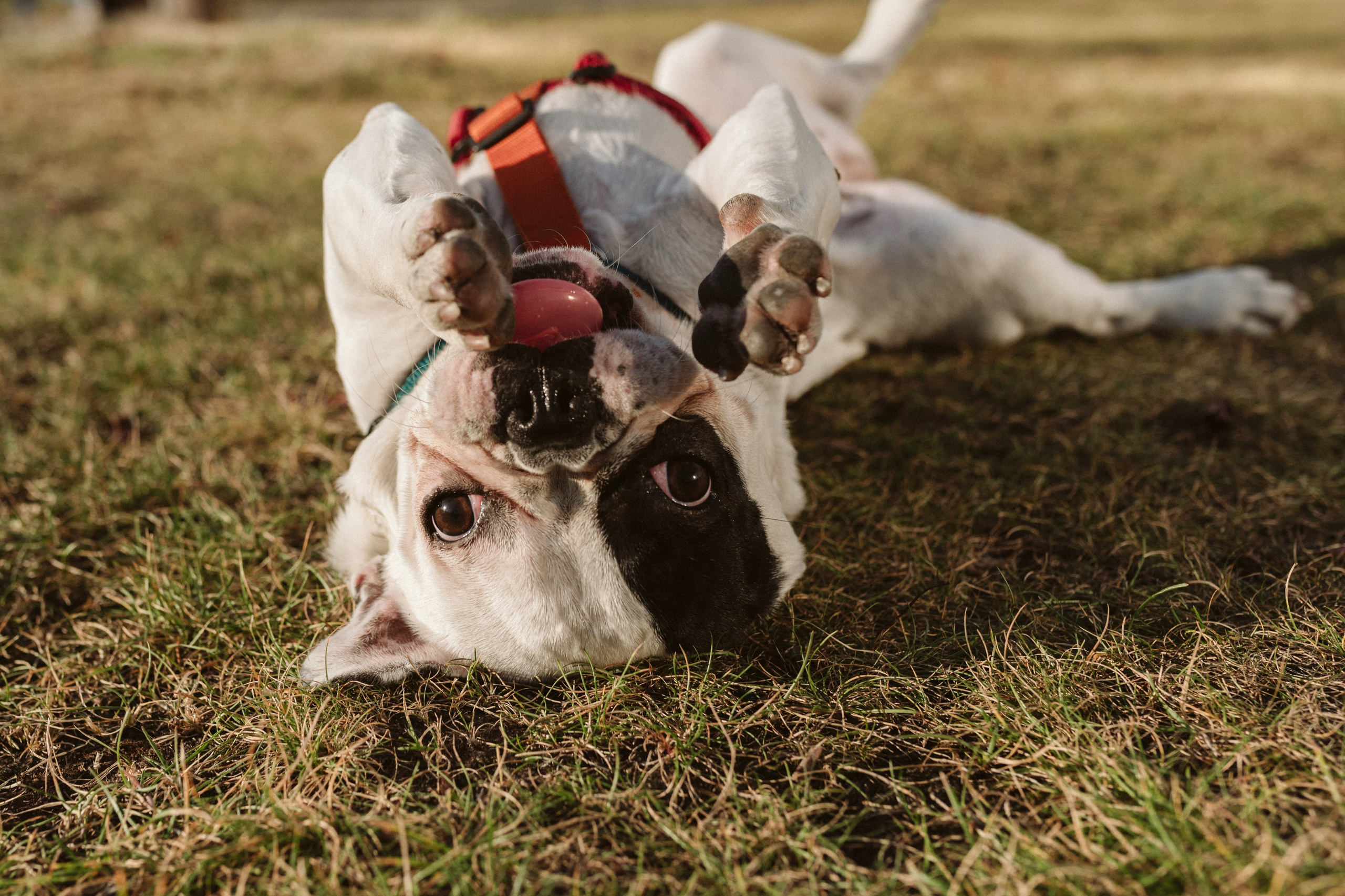 Инна и Белль. Фотограф анималист в Москве Ольга Агушева