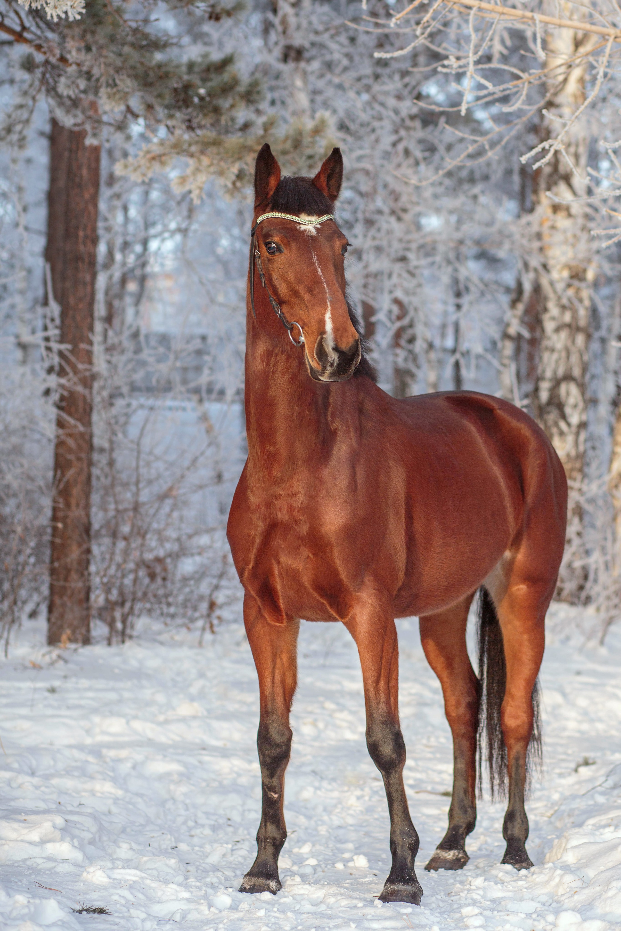Лошади зимой. Конный фотограф в Красноярске — Любовь Похабова
