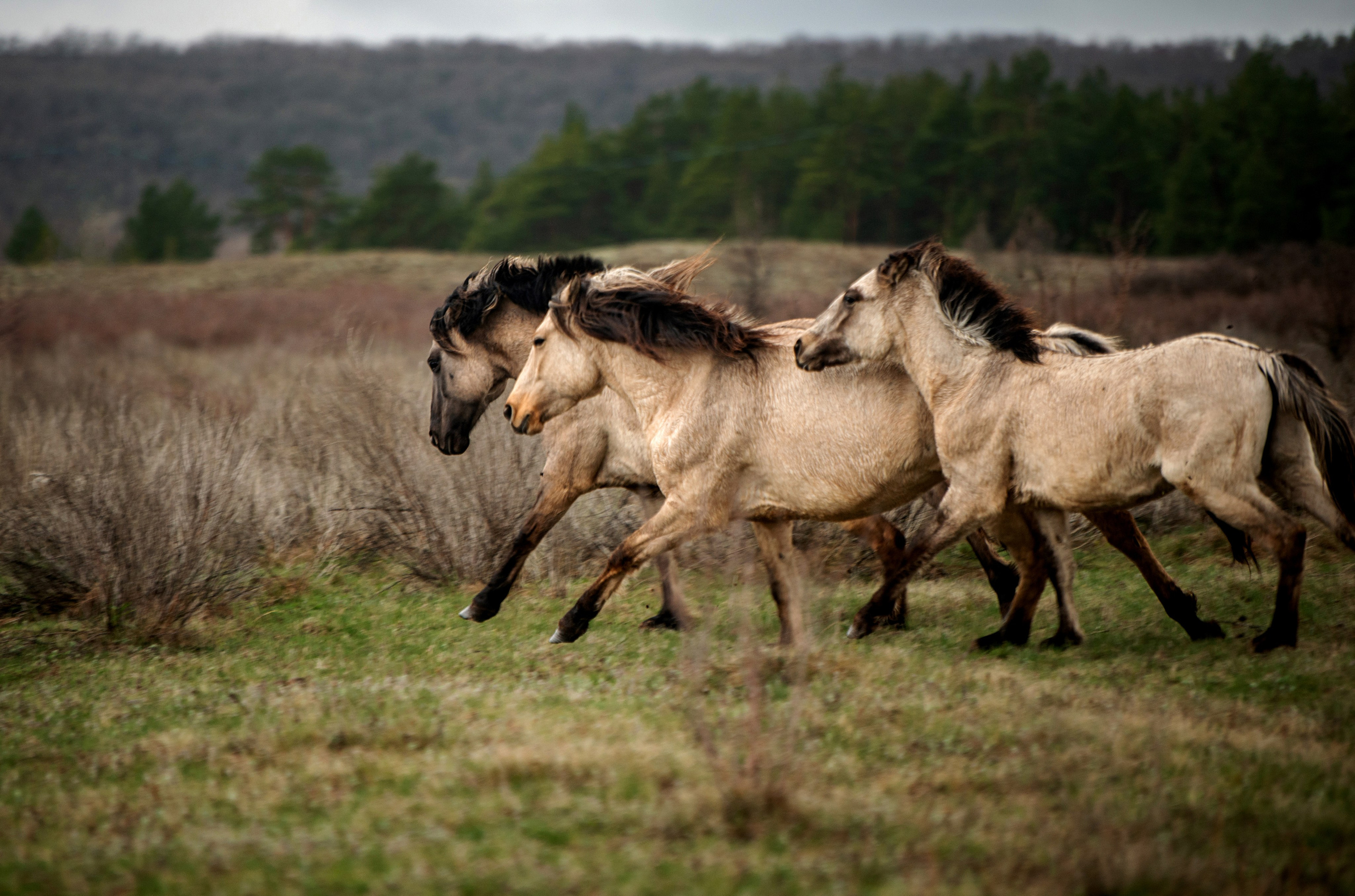 Лошади. Конный фотограф в Саратове Юлия Иванова