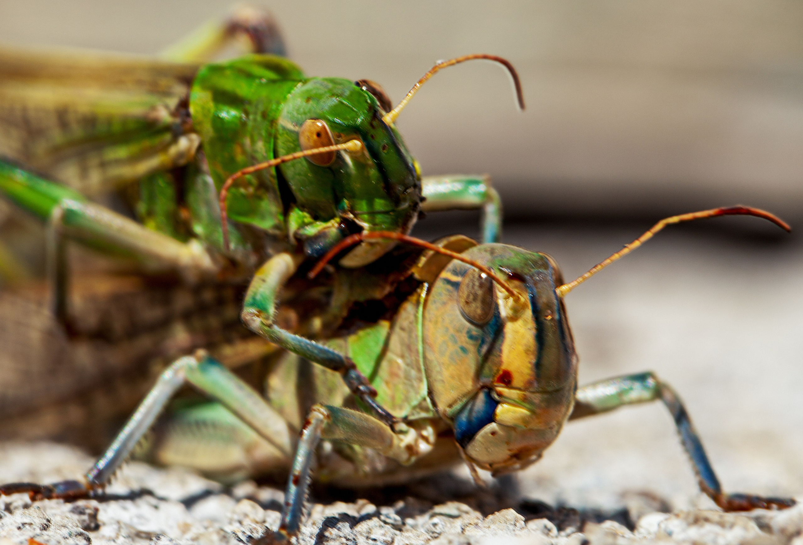 Саранча. Медиапродюсер, фотограф в Минеральных Водах —Виктор Холодов