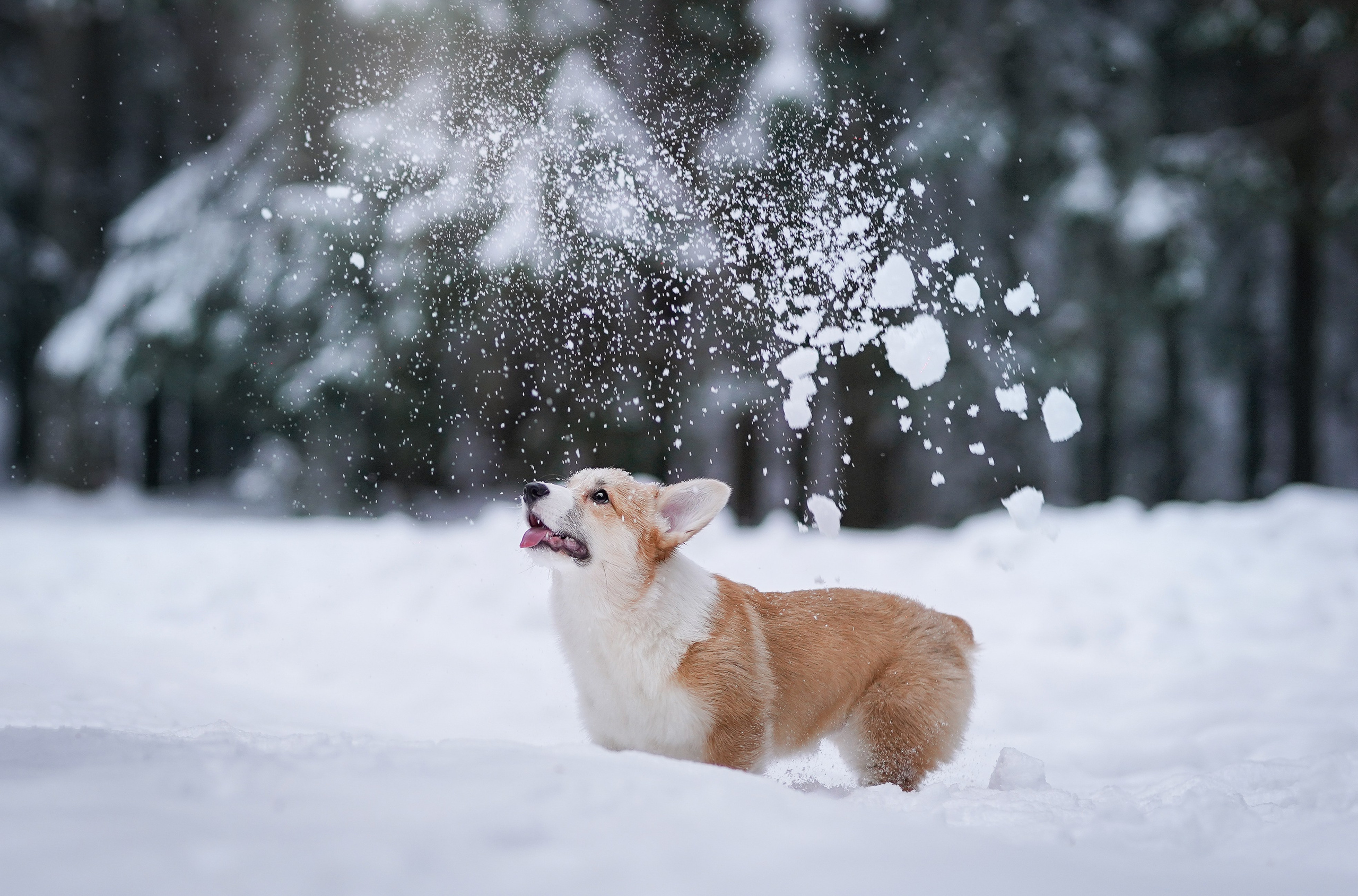 Катя Рокки и Честер. Фотограф-анималист в Санкт-Петербурге Яна Мартынова
