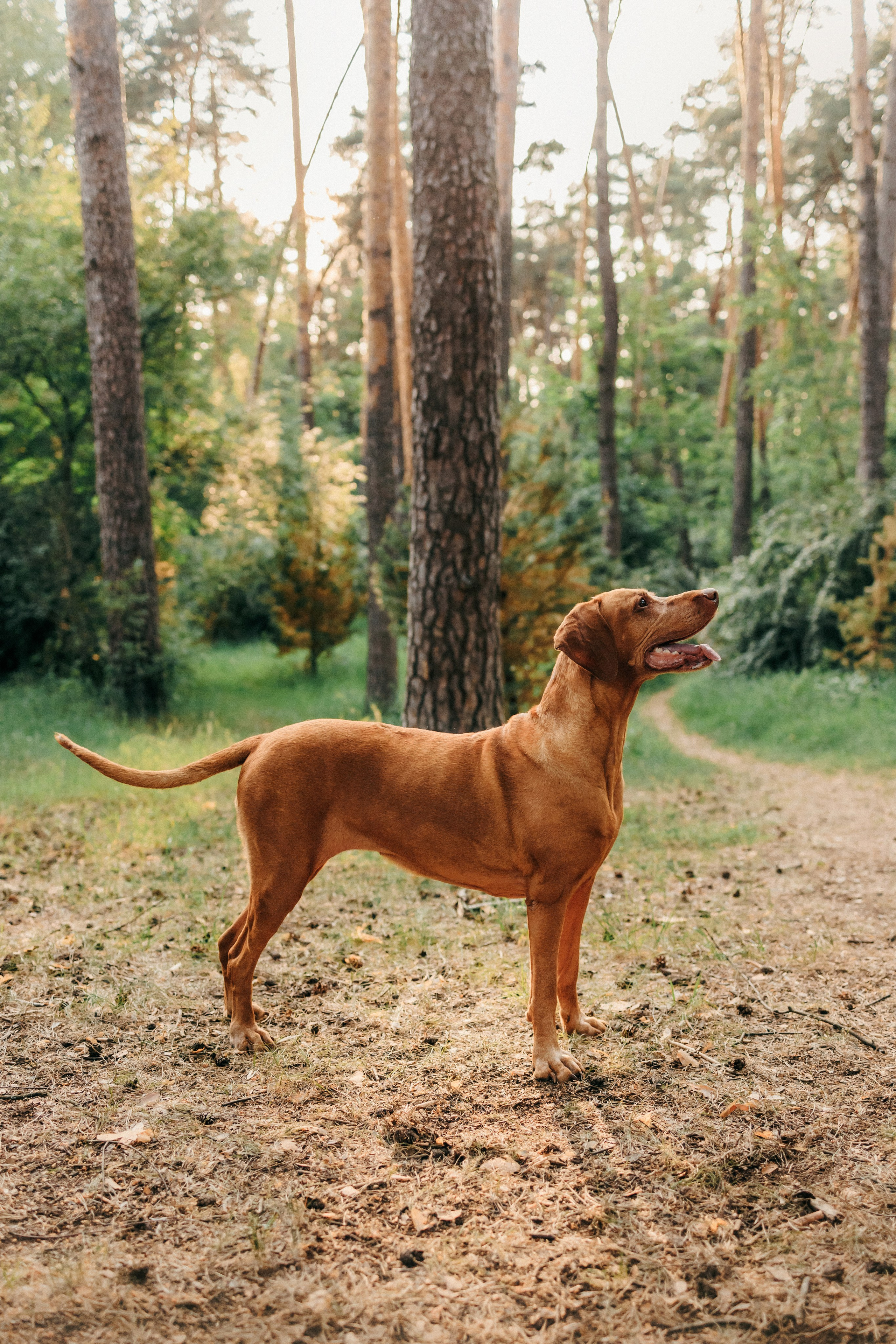Марина, Глеб, Мая и Чили. Фотограф-анималист Елена Радченко, Москва