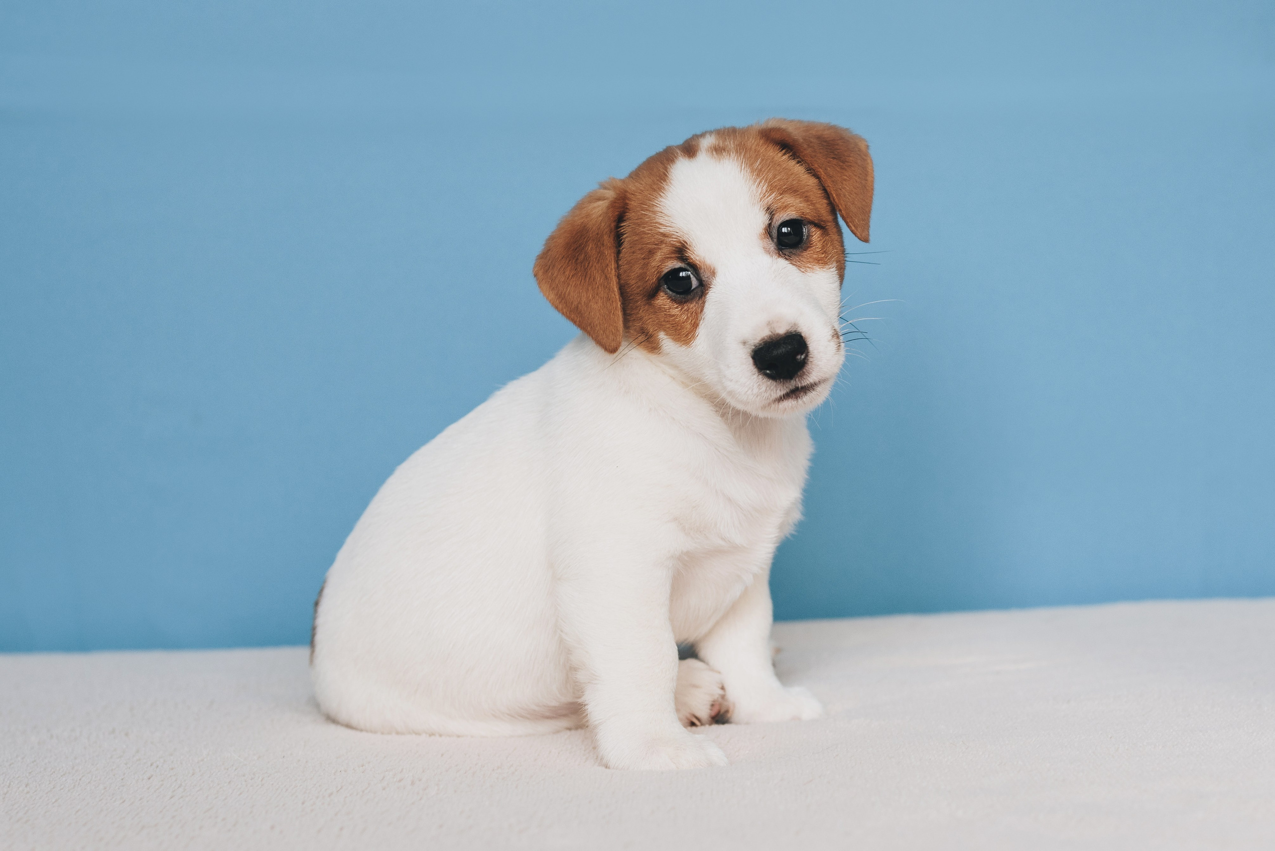 Jack Russell Terrier. Natalia Finch Photography — Family, Kids & Pet Photographer in Chicago, IL