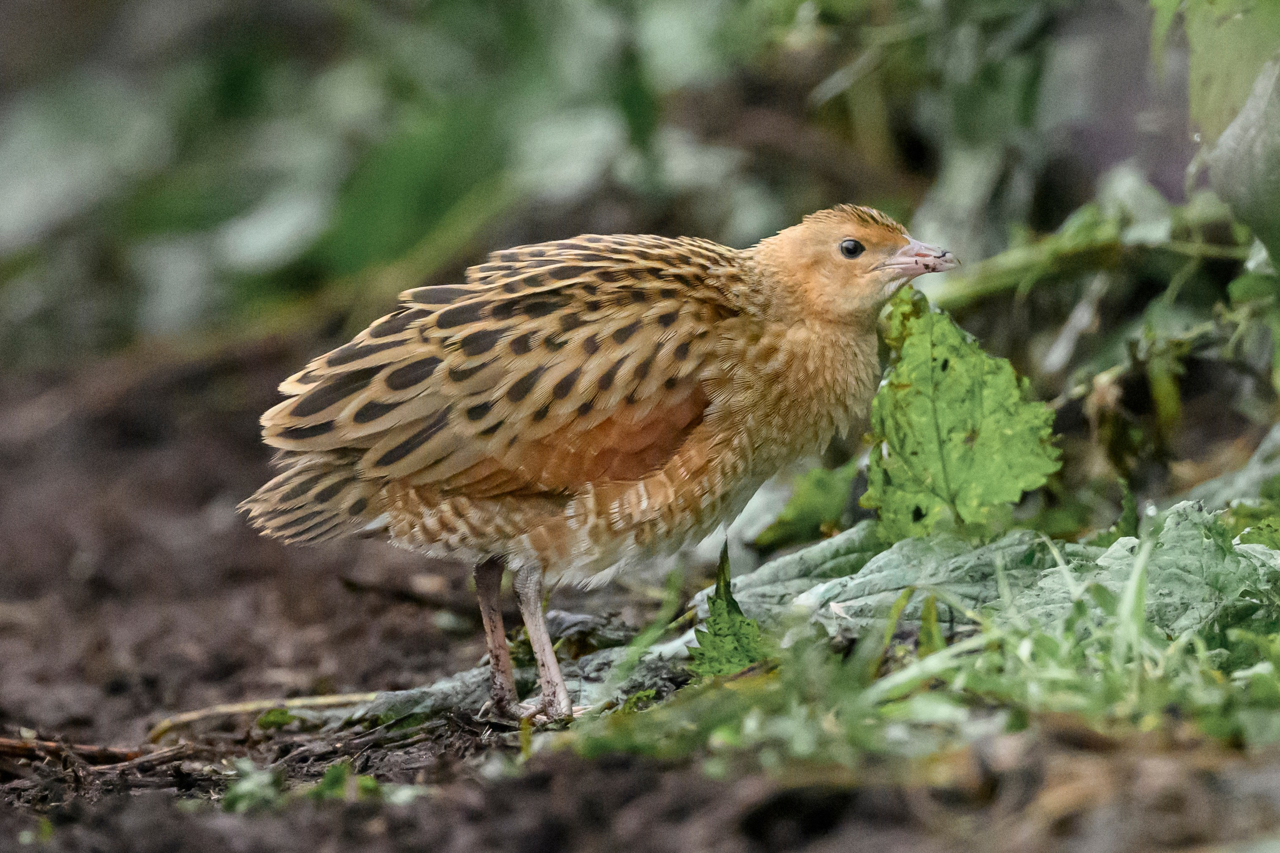 Коростель, кукушка, каменка. Wildlife photography by Sergey Puponin
