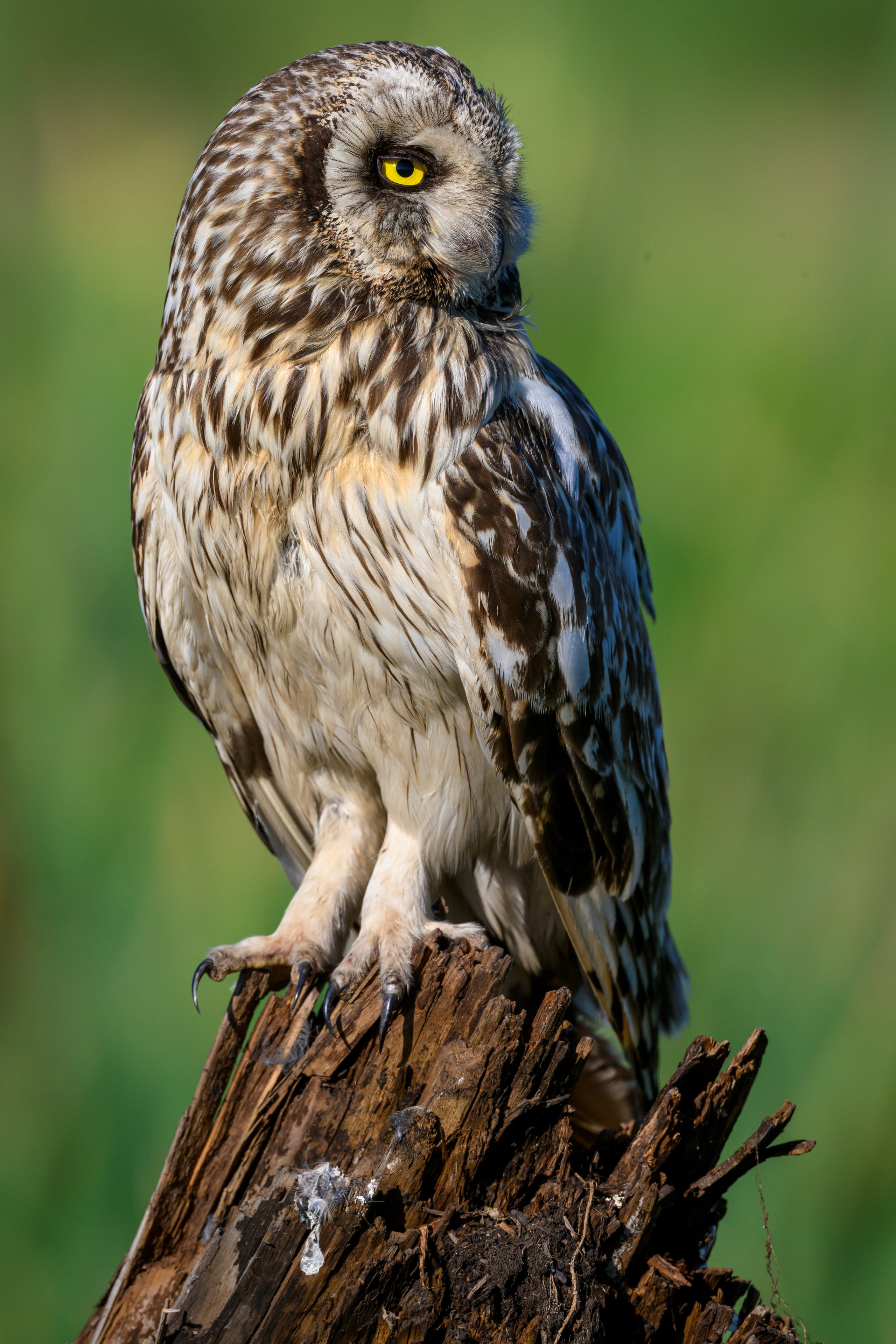 Short eared owl. Wildlife photography by Sergey Puponin