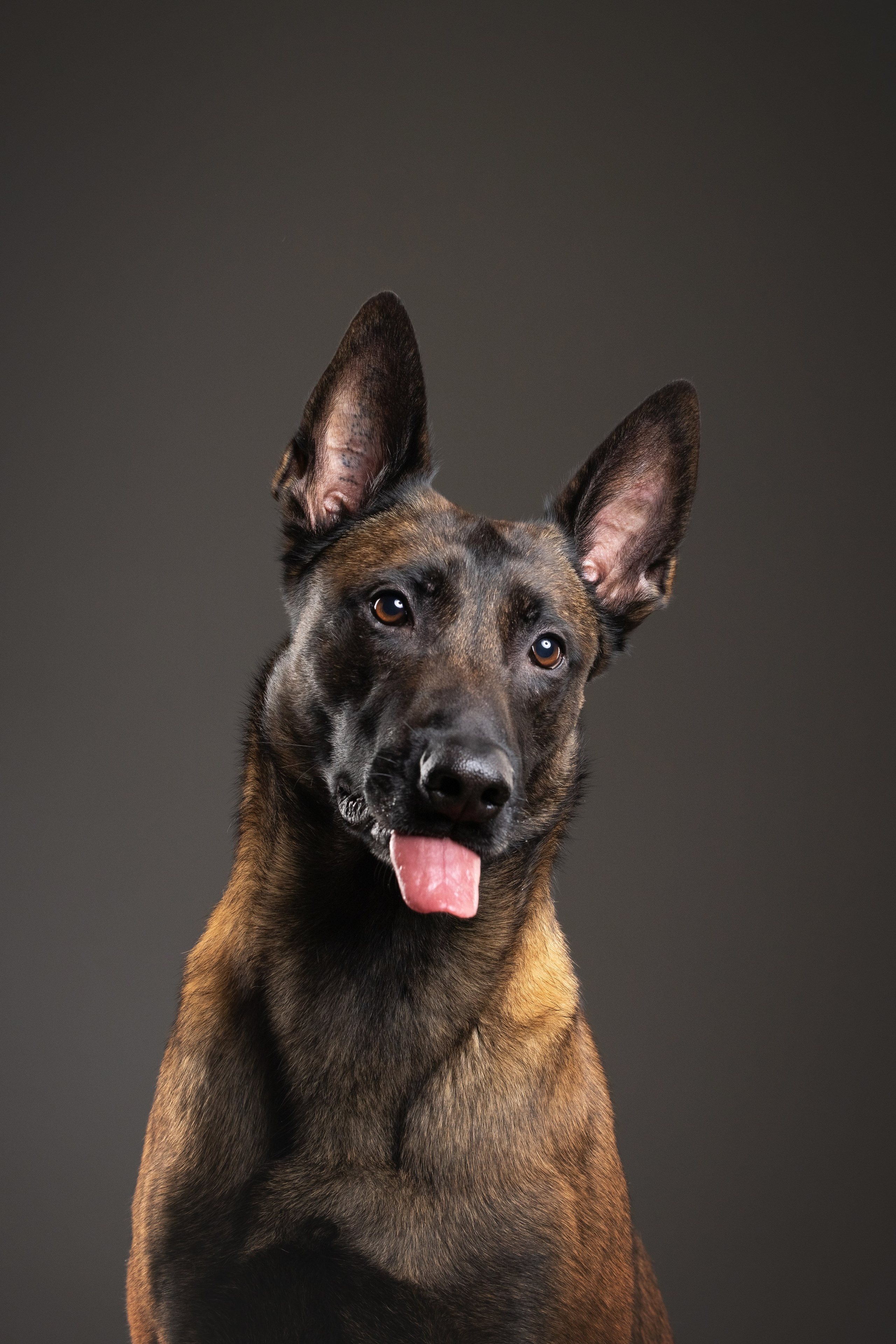 Рики и Гаруда. Фотограф анималист Осипчикова Мария