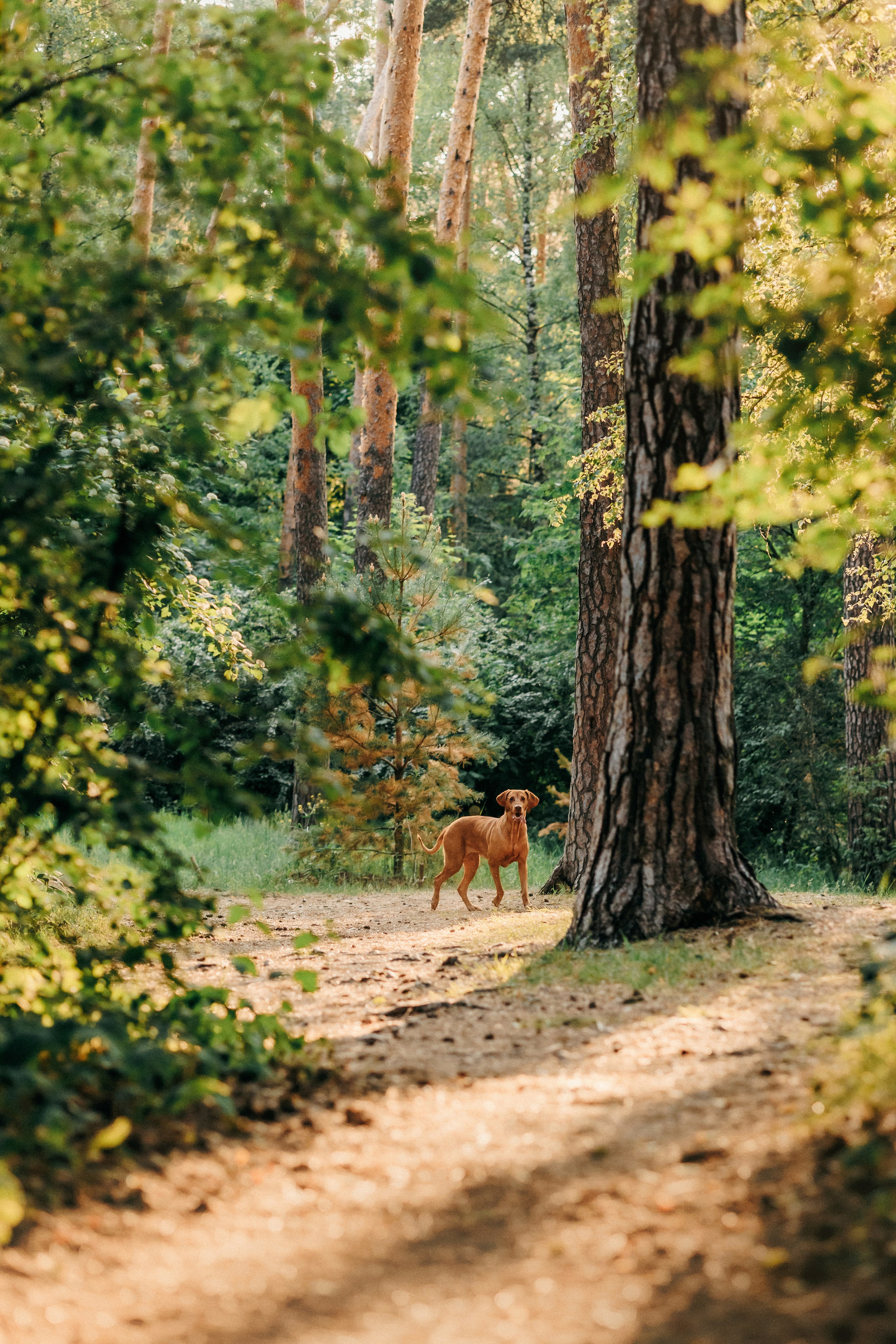 Марина, Глеб, Мая и Чили. Фотограф-анималист Елена Радченко, Москва