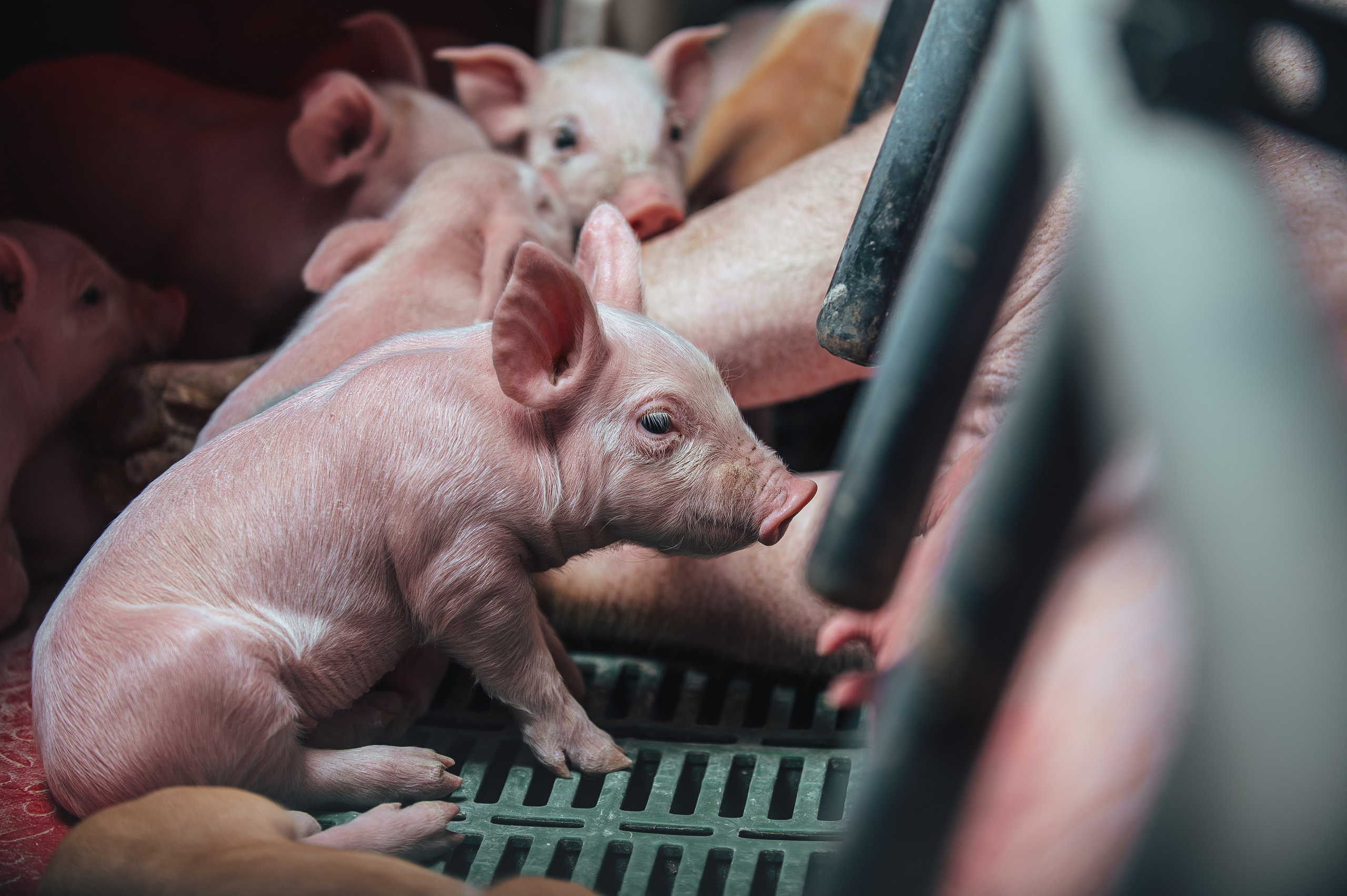 Свинокомплекс «СИБАГРО». Свадебная и концептуальная фотография в городе Улан-Удэ