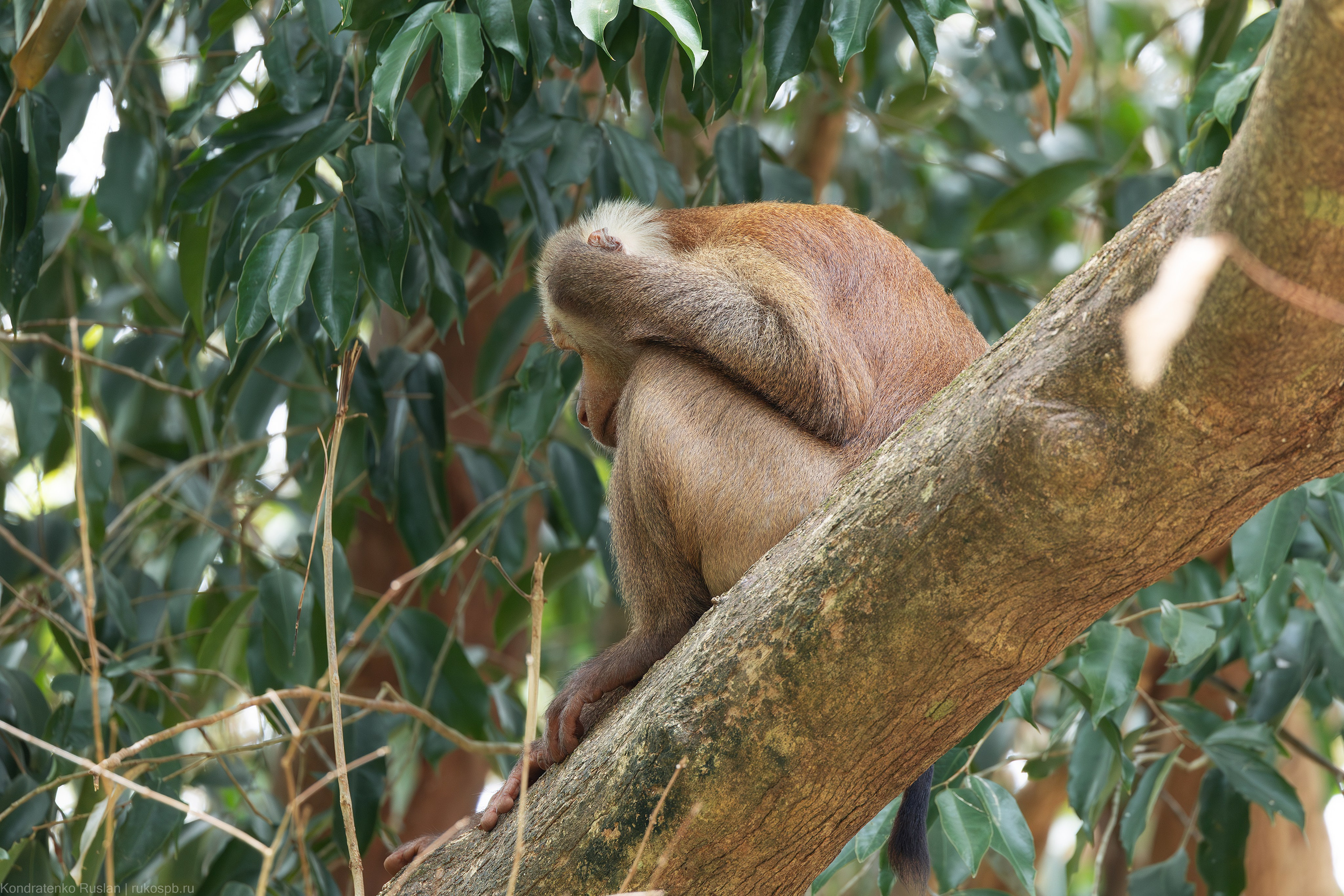 Индийский макак. Архитектурный и пейзажный фотограф Кондратенко Руслан, Санкт-Петербург