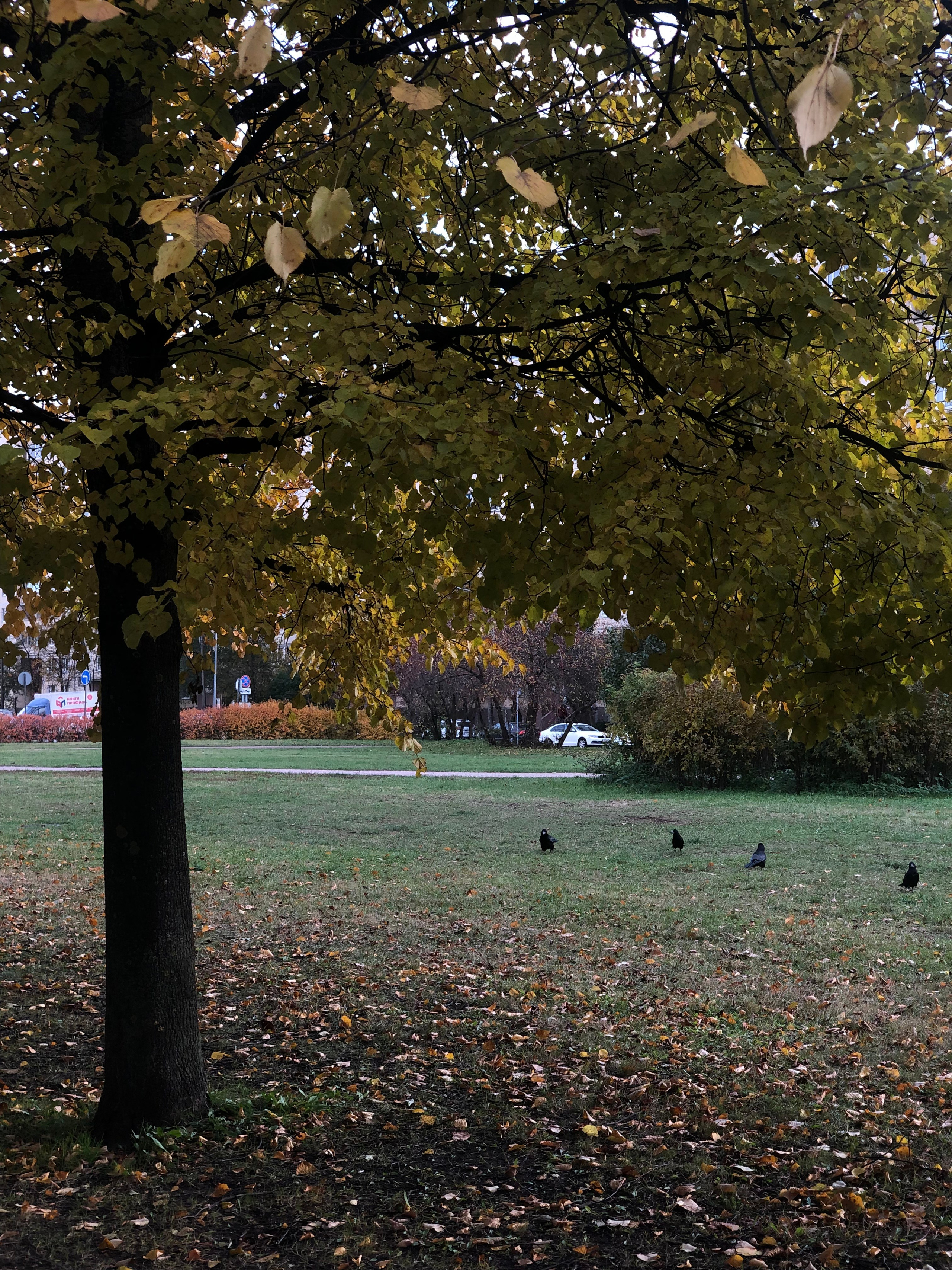Октябрь. Семейный, Свадебный фотограф СПБ Питер— Романова Екатерина