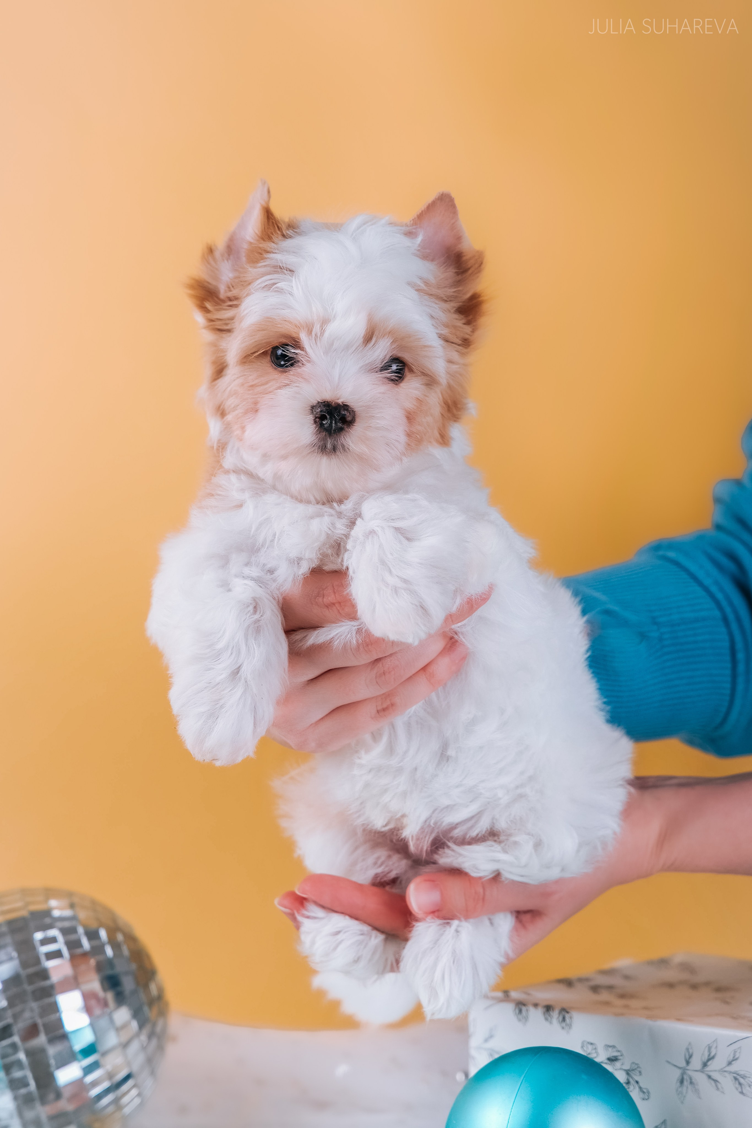 Йоркширский терьер (домашняя съемка). Главная