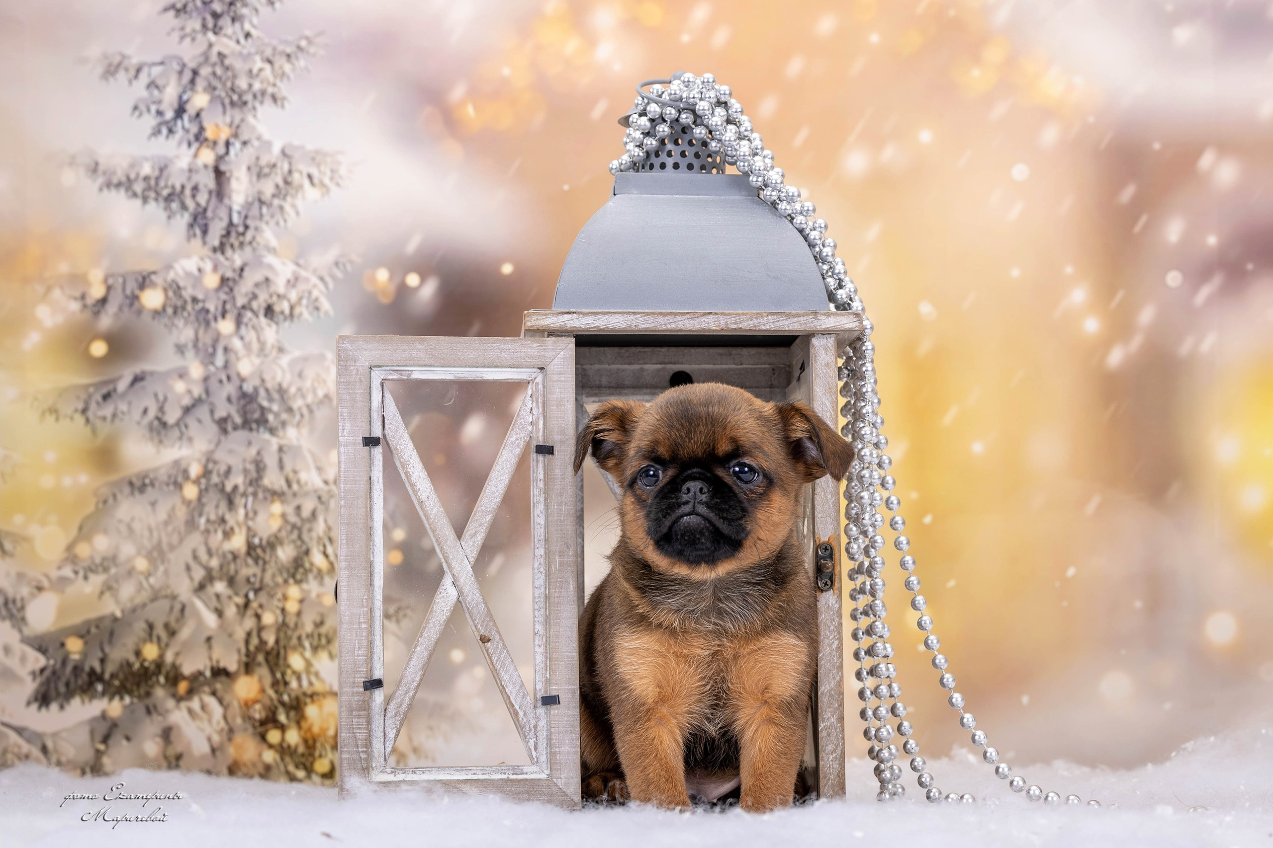 Галерея щенков. Фотограф-анималист в Омске Екатерина Маричева