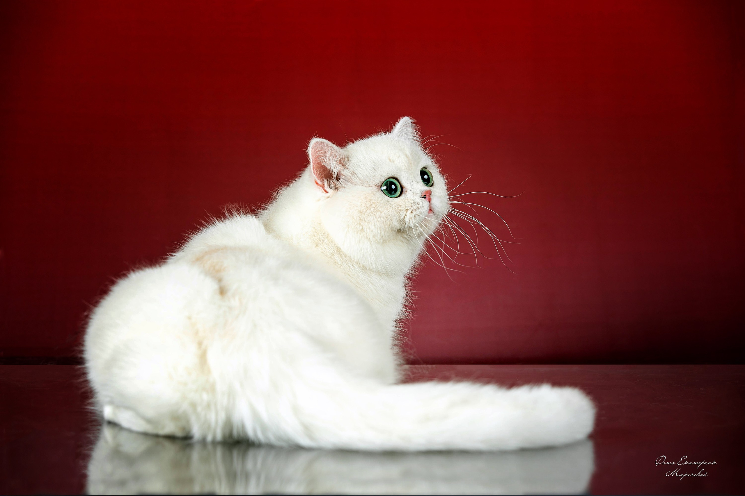 Стендовая съёмка на выставках кошек. Фотограф-анималист в Омске Екатерина Маричева