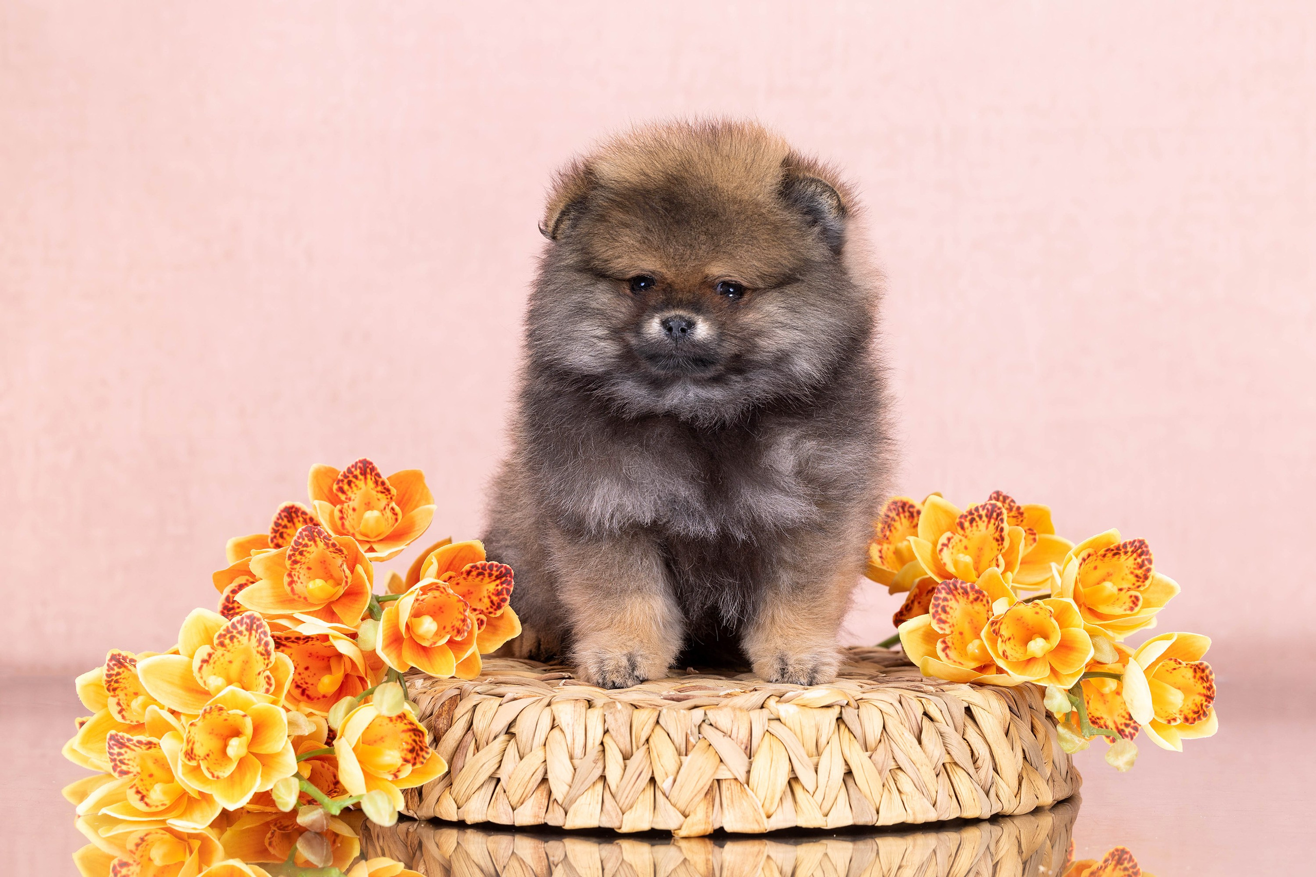 Пастельные фоны. Фотограф-анималист в Омске Екатерина Маричева