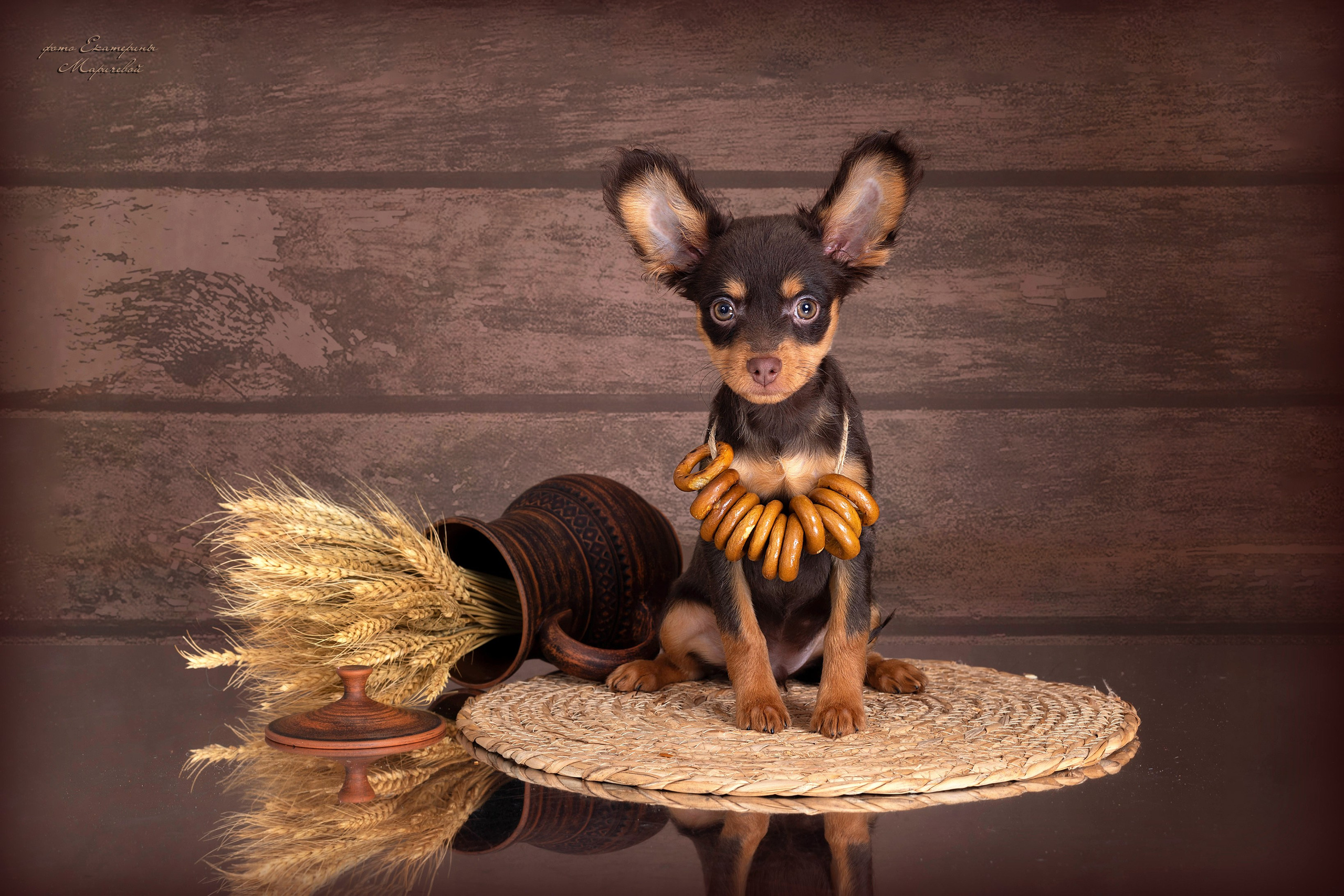 Коричневые фоны. Фотограф-анималист в Омске Екатерина Маричева