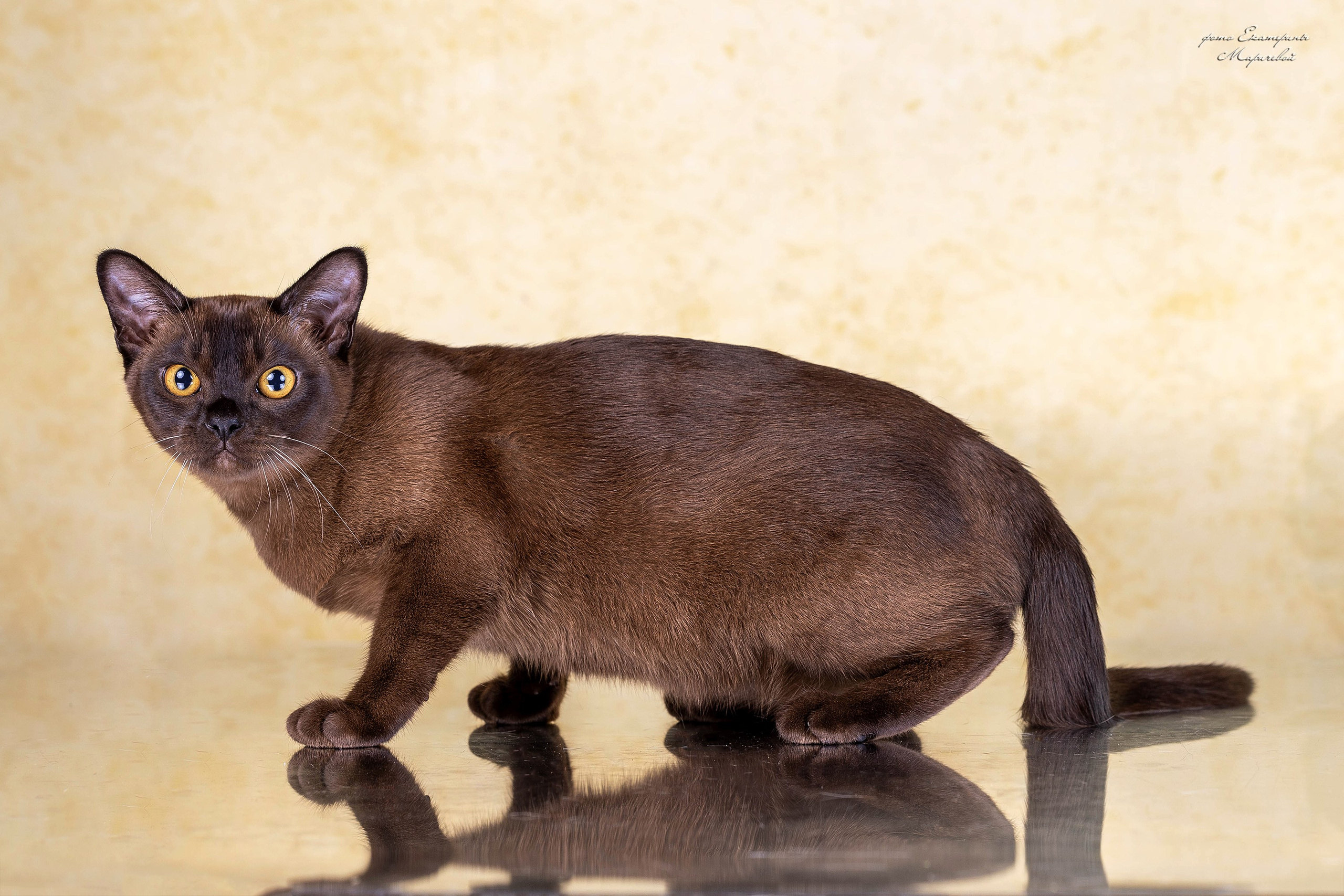 Стендовая съёмка на выставках кошек. Фотограф-анималист в Омске Екатерина Маричева