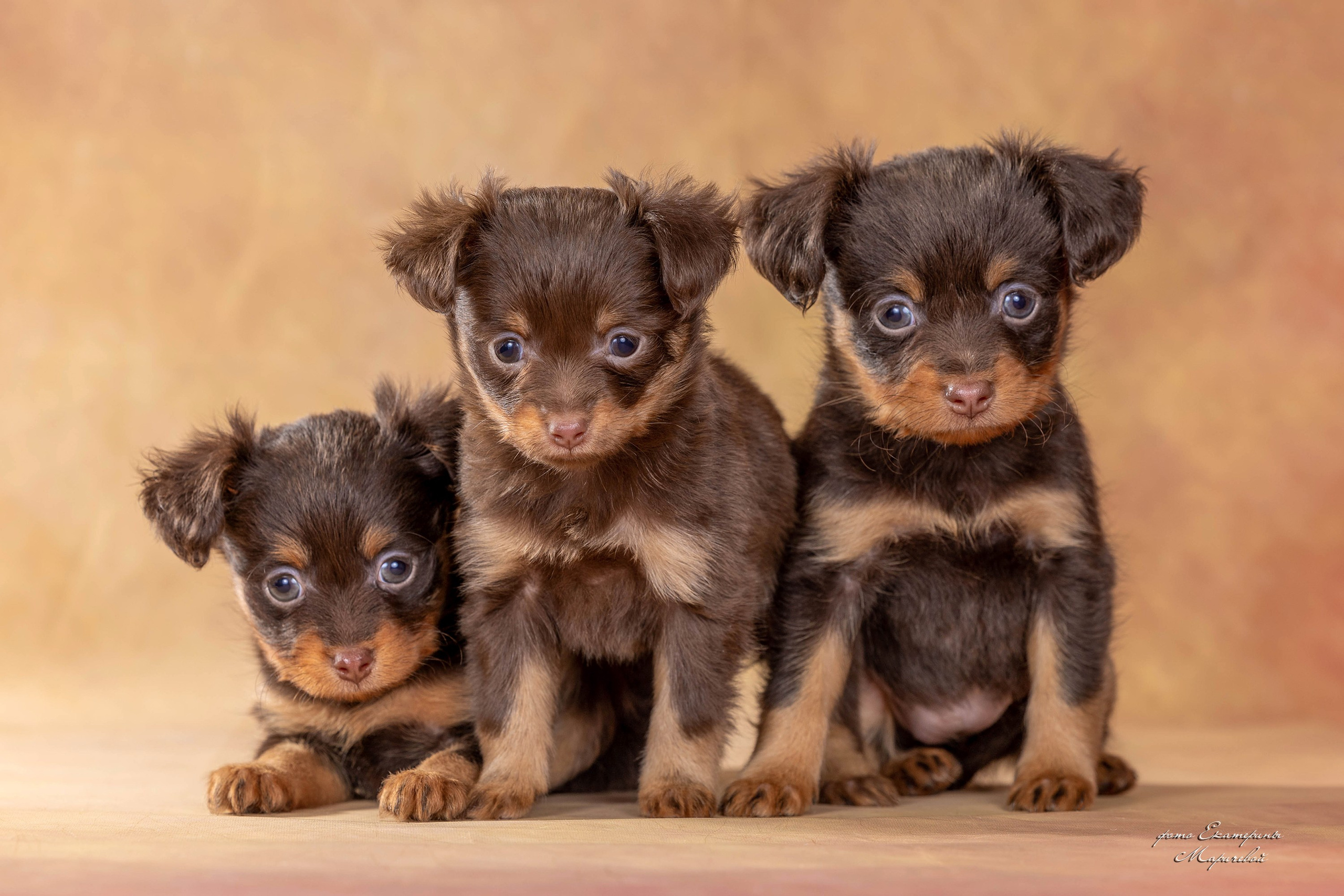Галерея щенков. Фотограф-анималист в Омске Екатерина Маричева