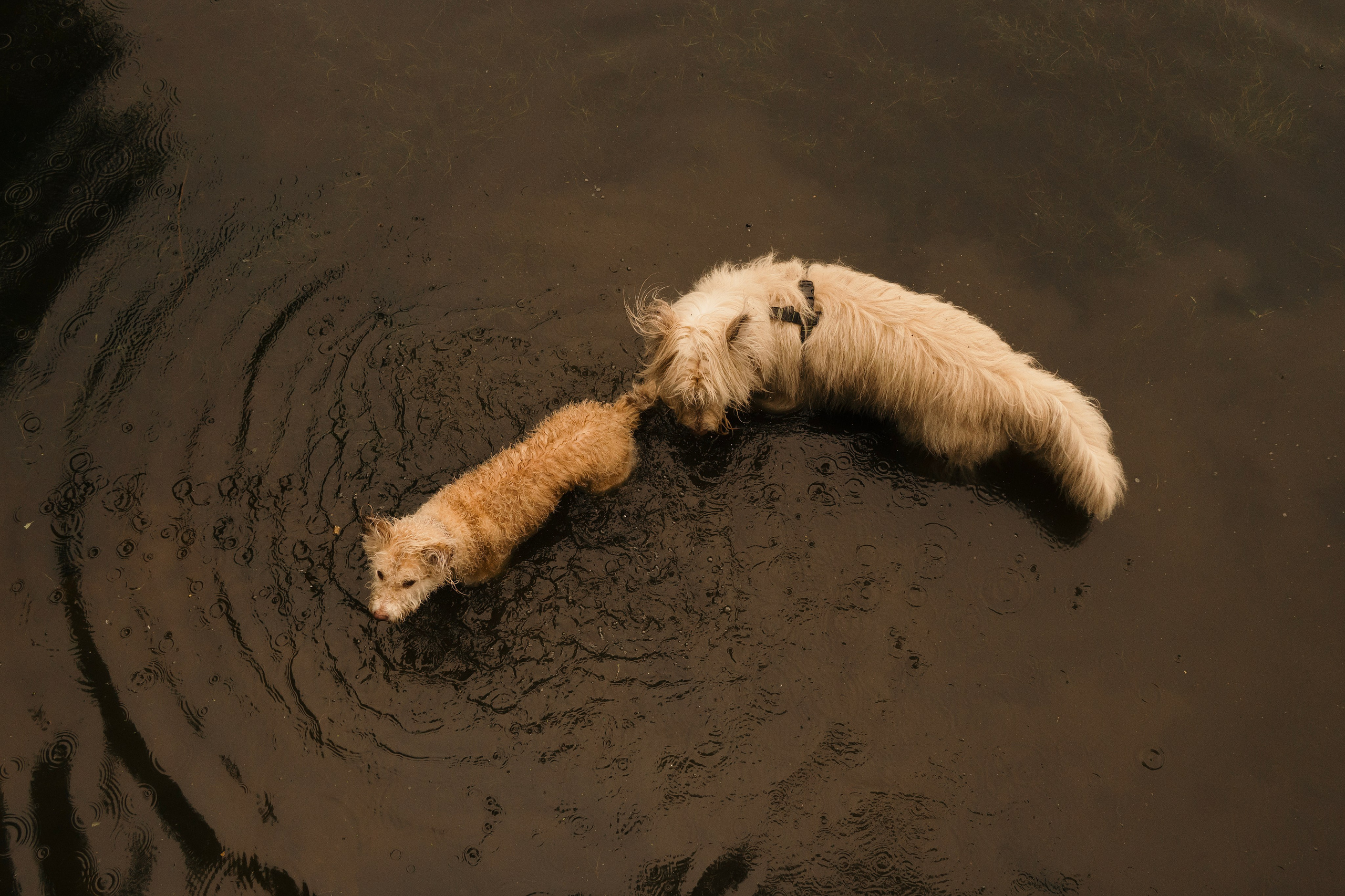 Акиро и Йоши. Фотограф- анималист Александра Матвеева