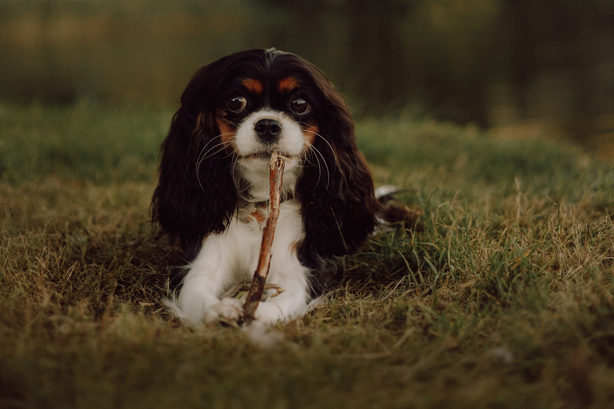 Один день из жизни Стеши и её родных. Фотограф — анималист •love-story•|Санкт-Петербург