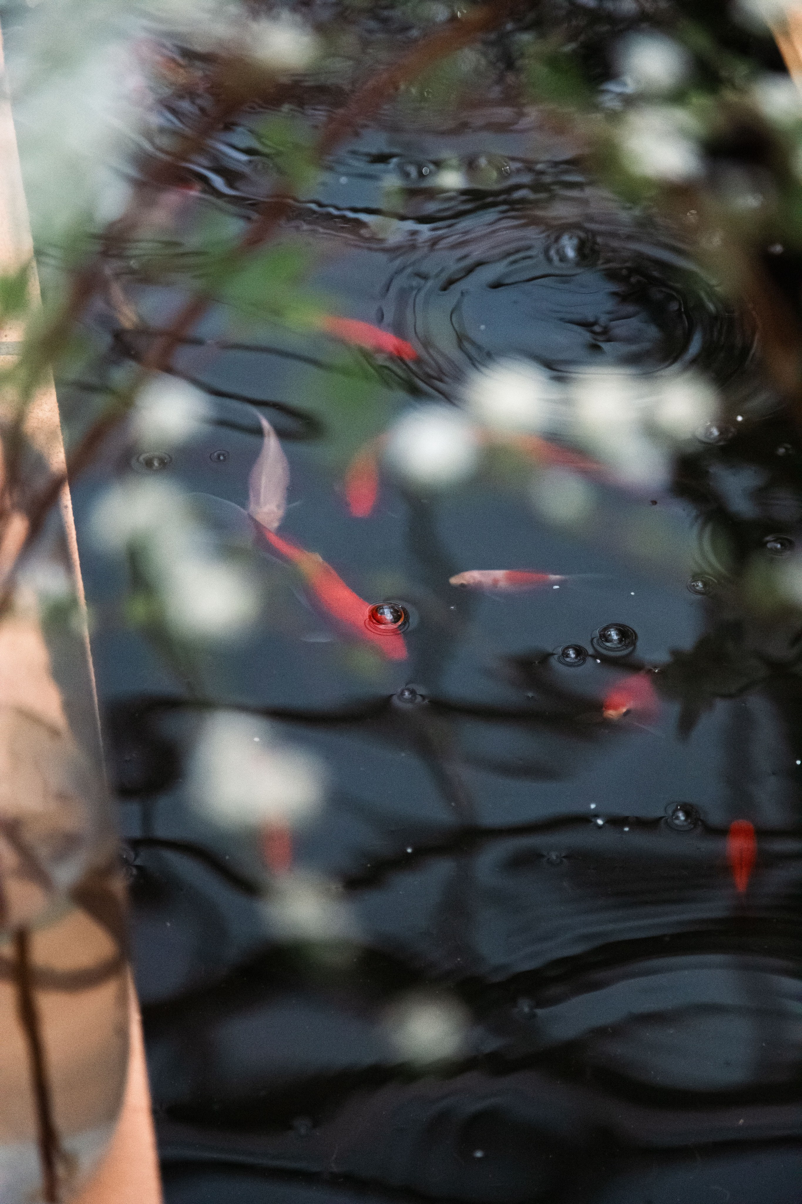 Персидский сад. Dmitriy [KCCC] is a pretty cool photographer