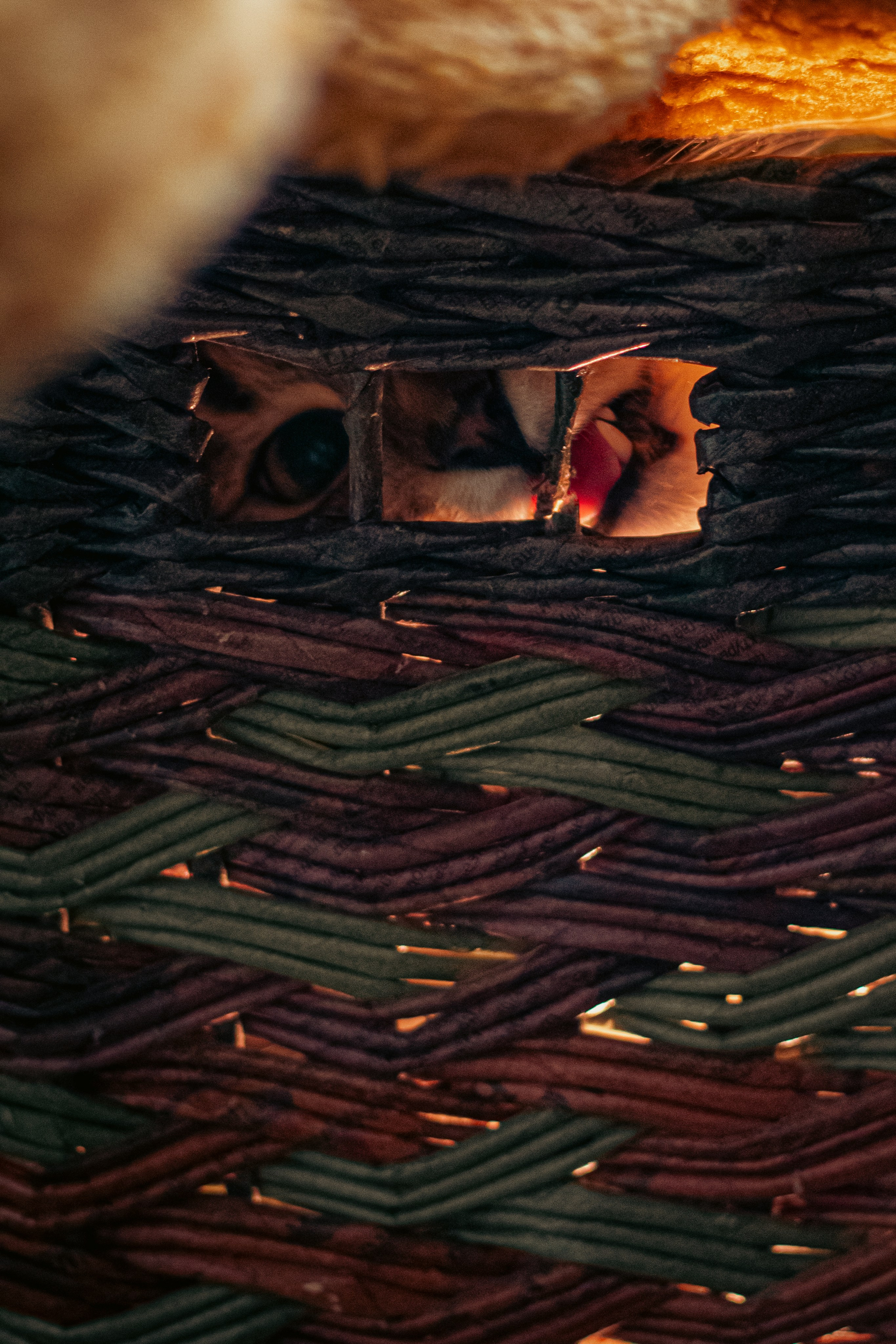 Кот в коробке. Dmitriy [KCCC] is a pretty cool photographer