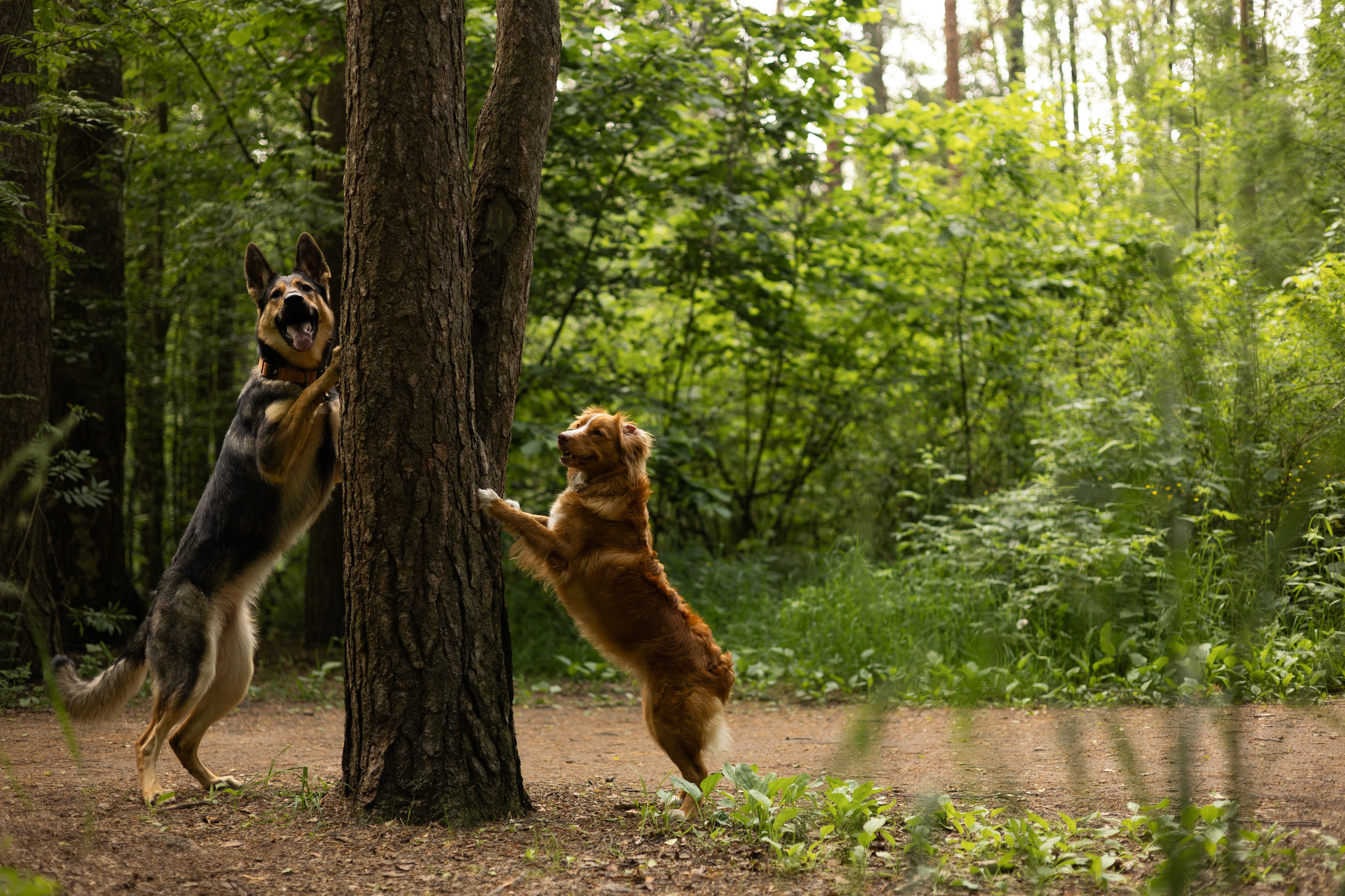 Елена, Айно и Леля. Фотограф животных Евгения Верцинская