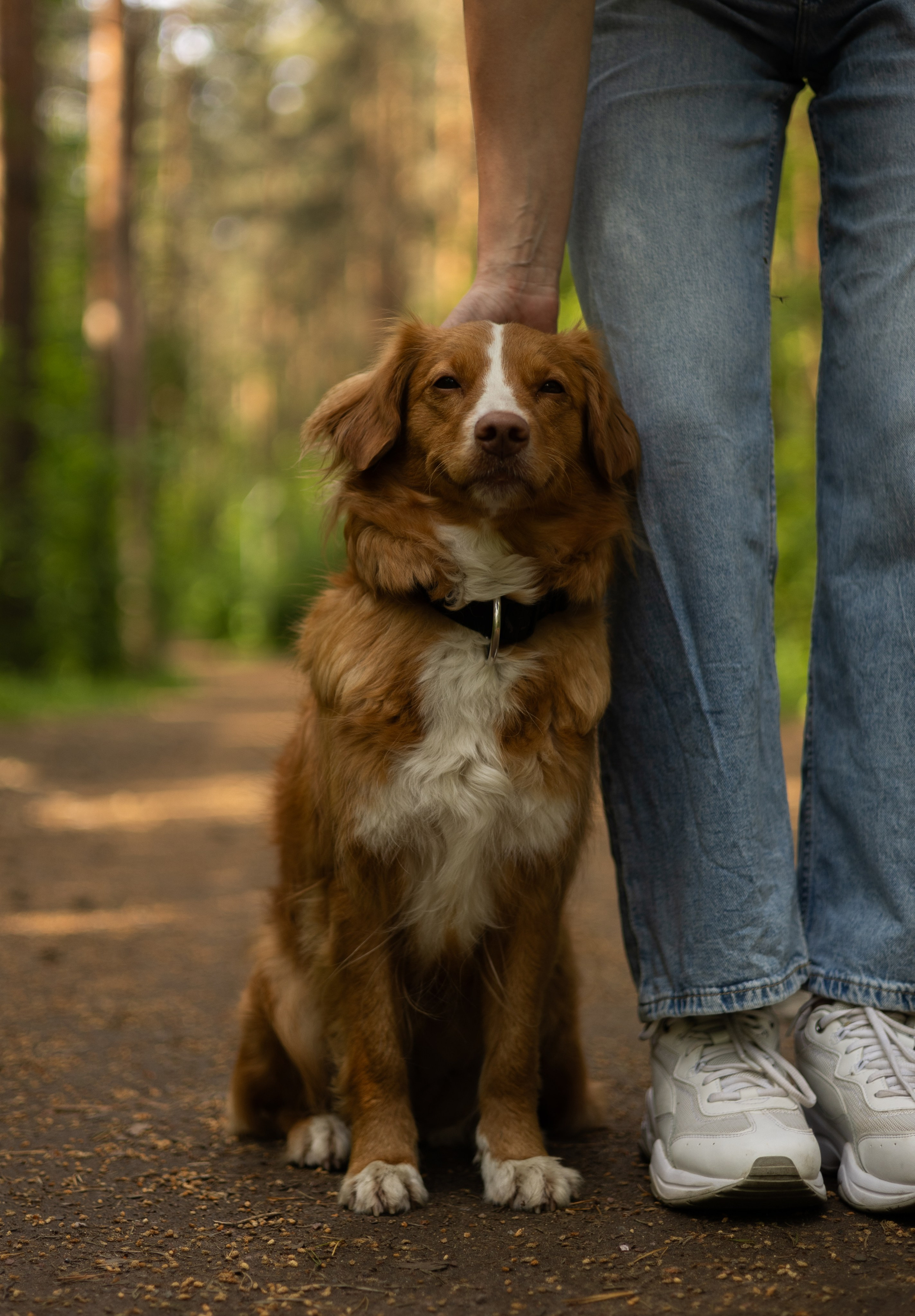 Елена, Айно и Леля. Фотограф животных Евгения Верцинская