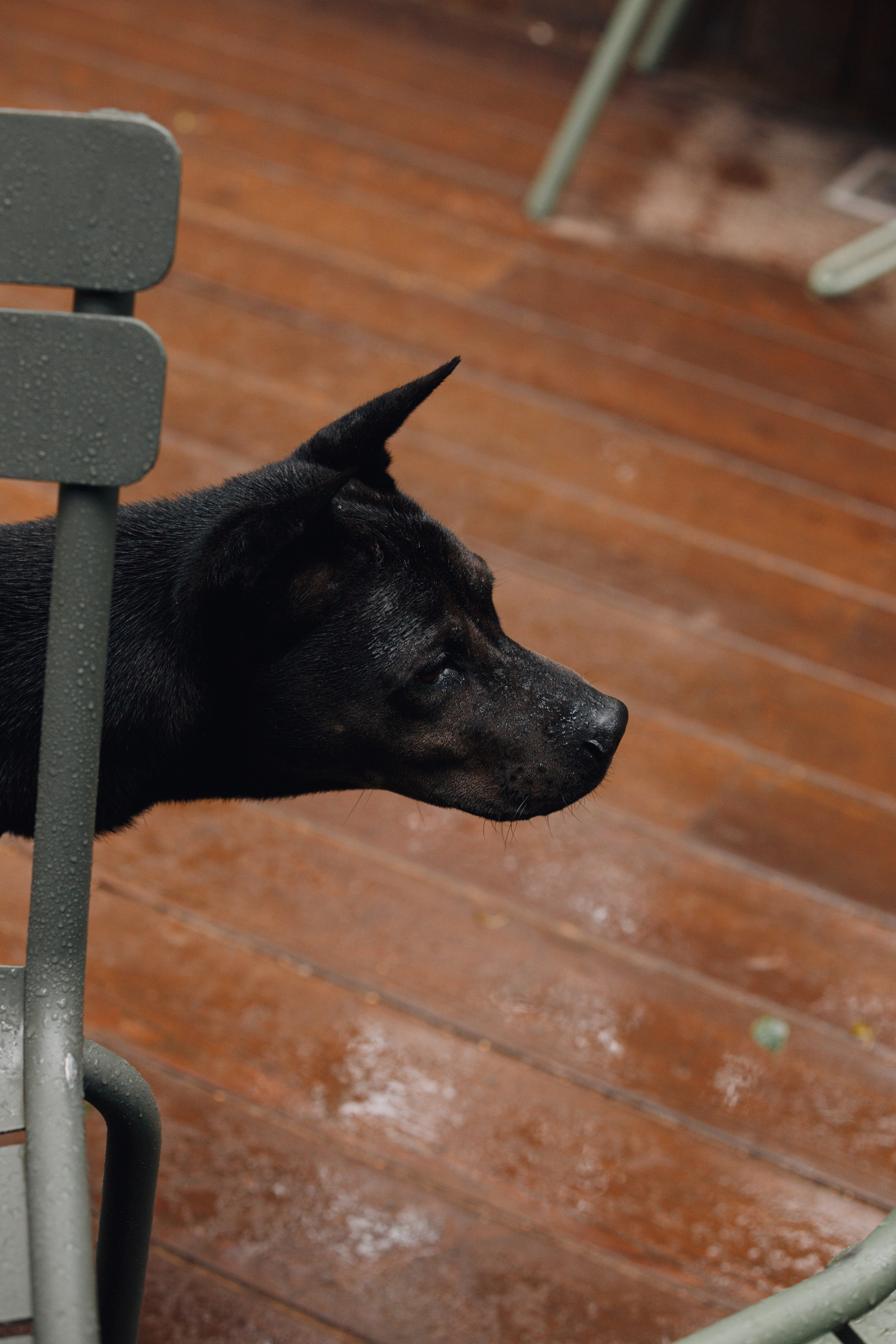 Рэкс, Лена и Вова в Мещерском. Фотограф анималист Кристина Карпова, Москва