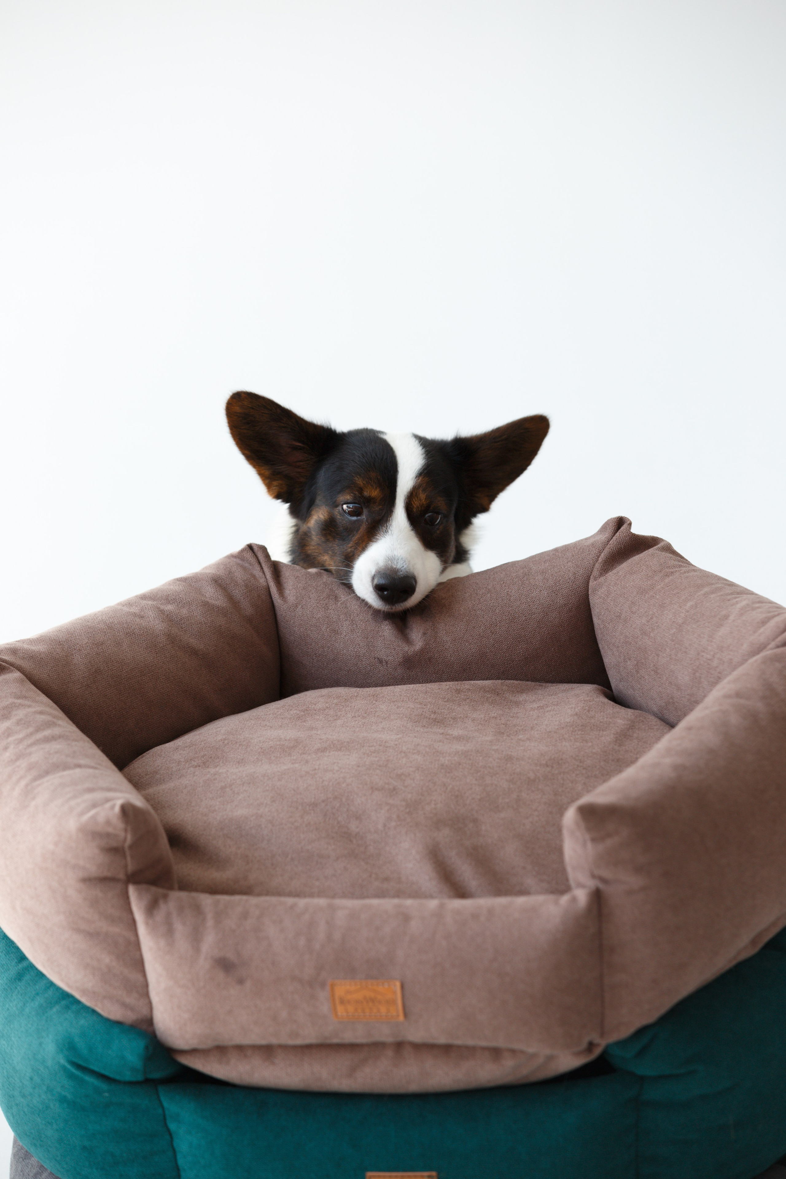 Boonwood Pets лежанки для животных. Фотограф анималист Кристина Карпова, Москва