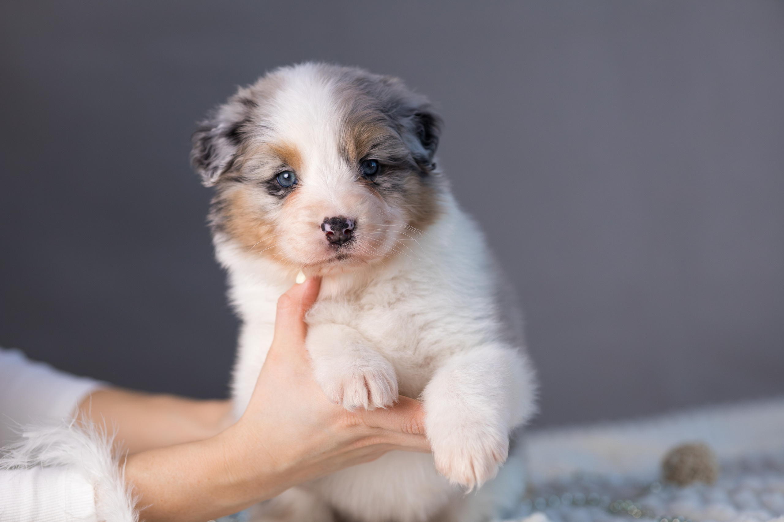 Щенки. Фотограф Яна Матвеева в Ижевске