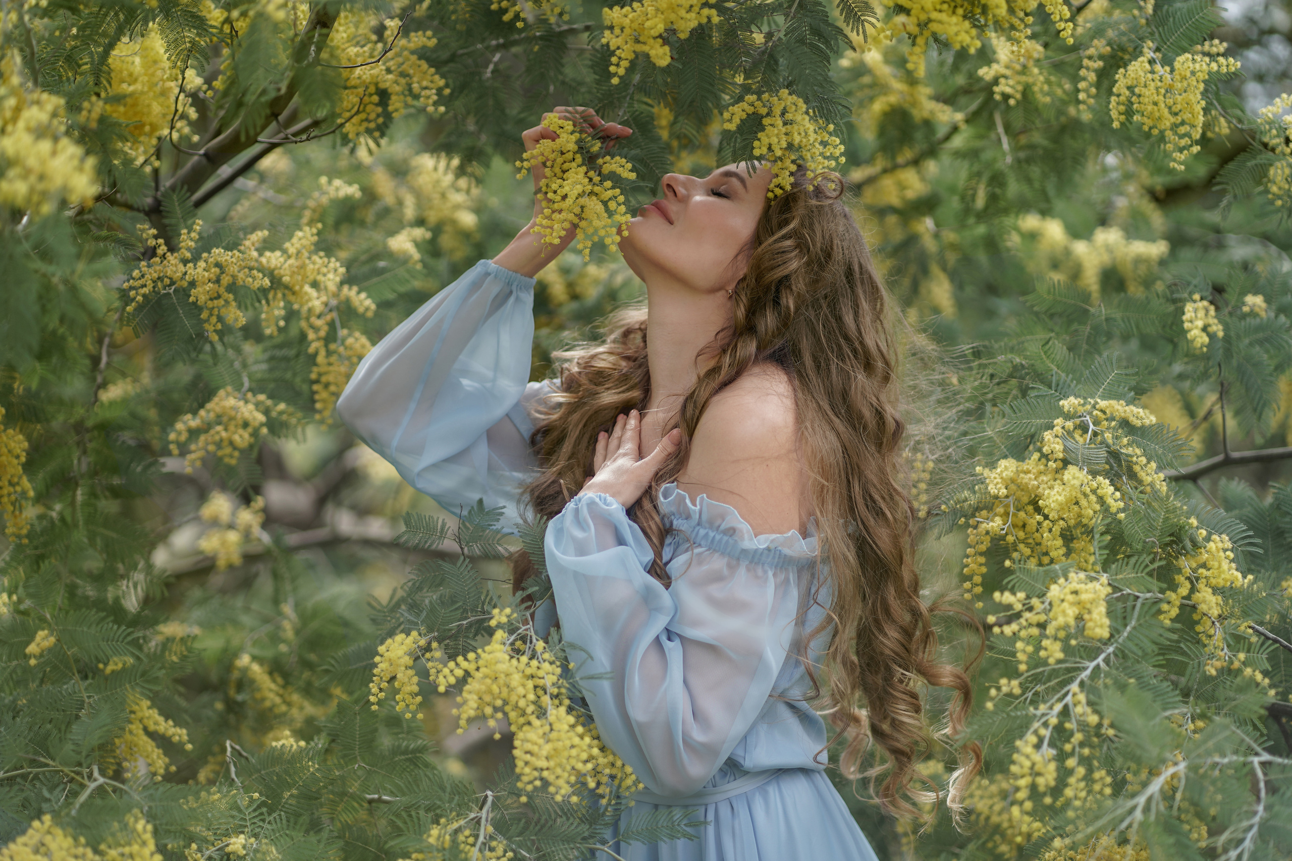 красивая женщина нюхает мимозу