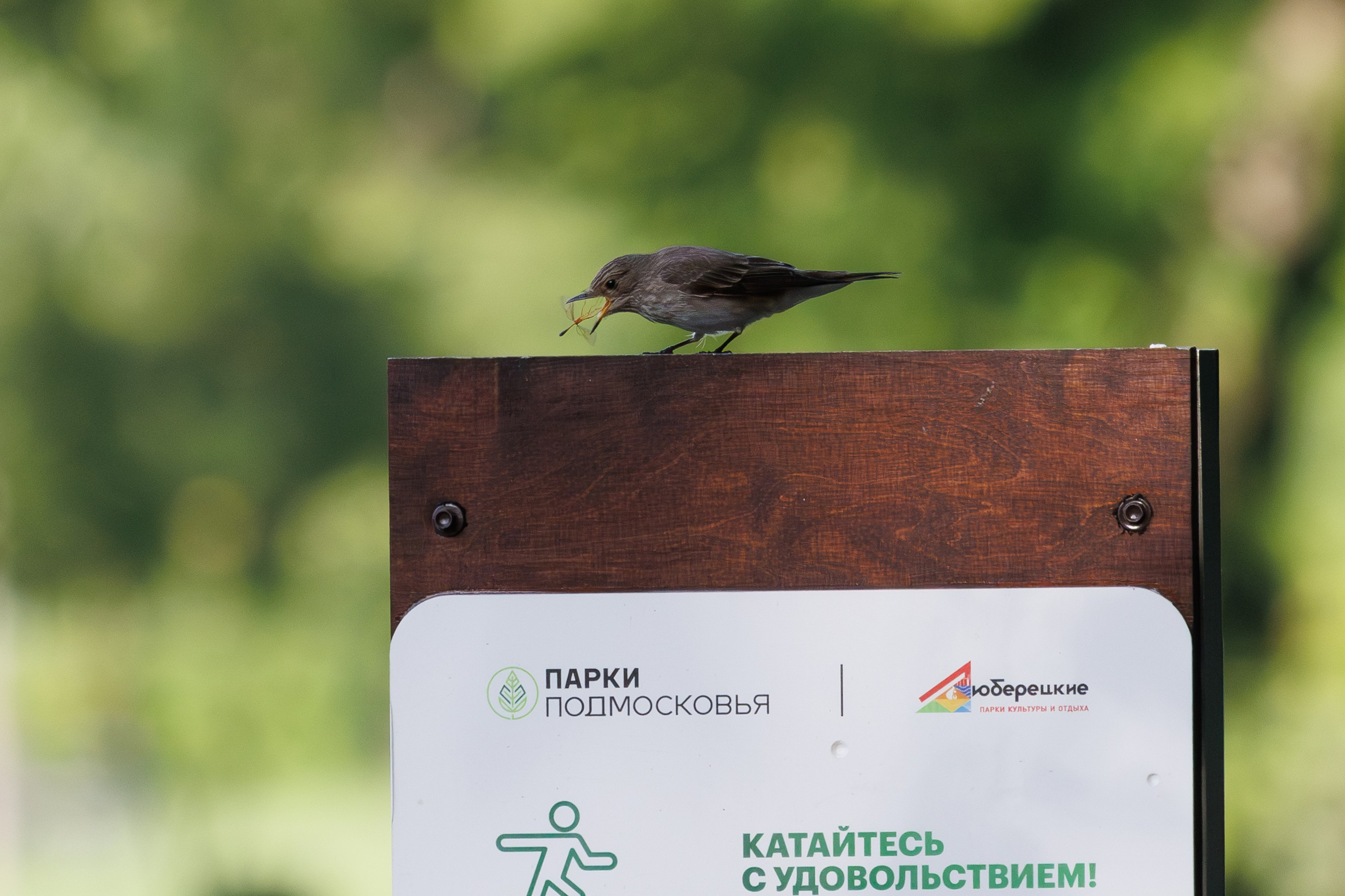 Серая мухоловка охотится на комара сидя на информационной табличке парка. Снято на Canon EOS R8, RF 600 mm f11.