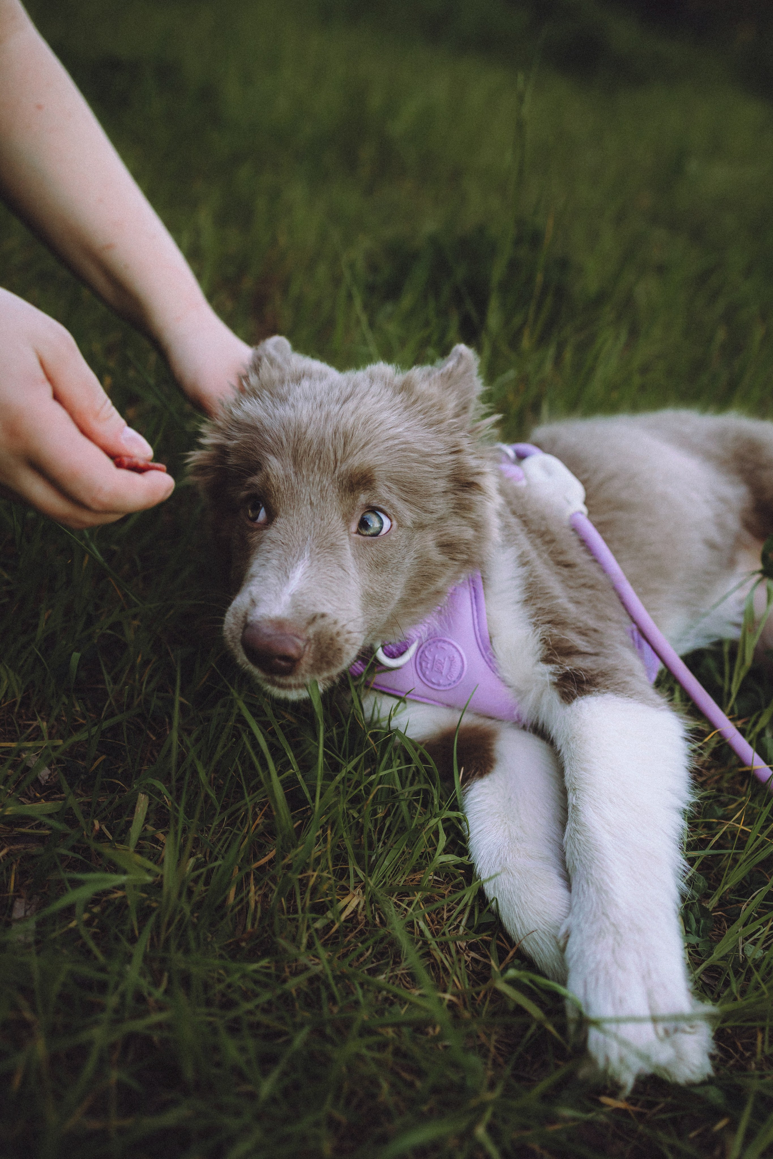 Полина, Милли и Пад