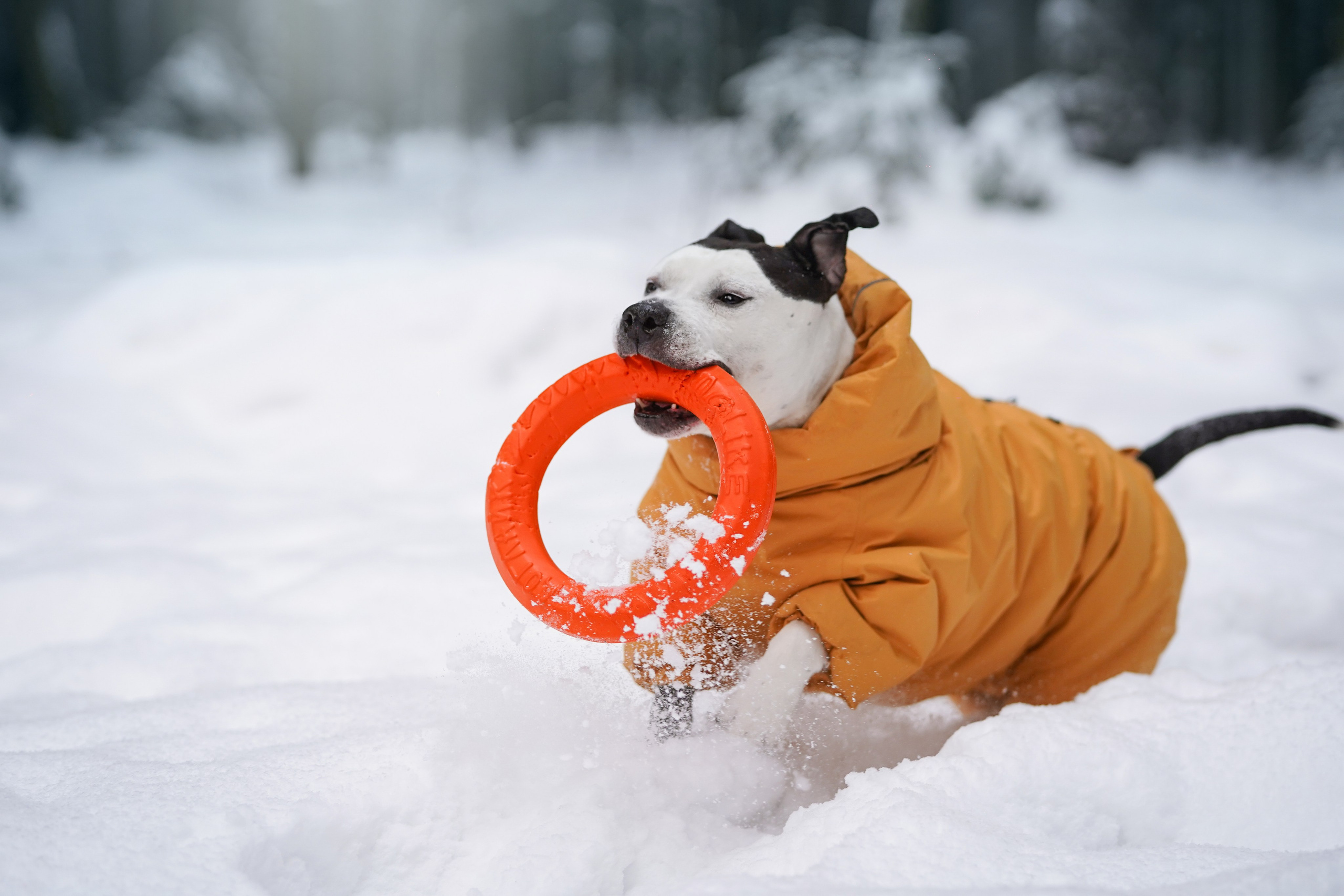 Маша Женя и Фиона. Фотограф-анималист в Санкт-Петербурге Яна Мартынова