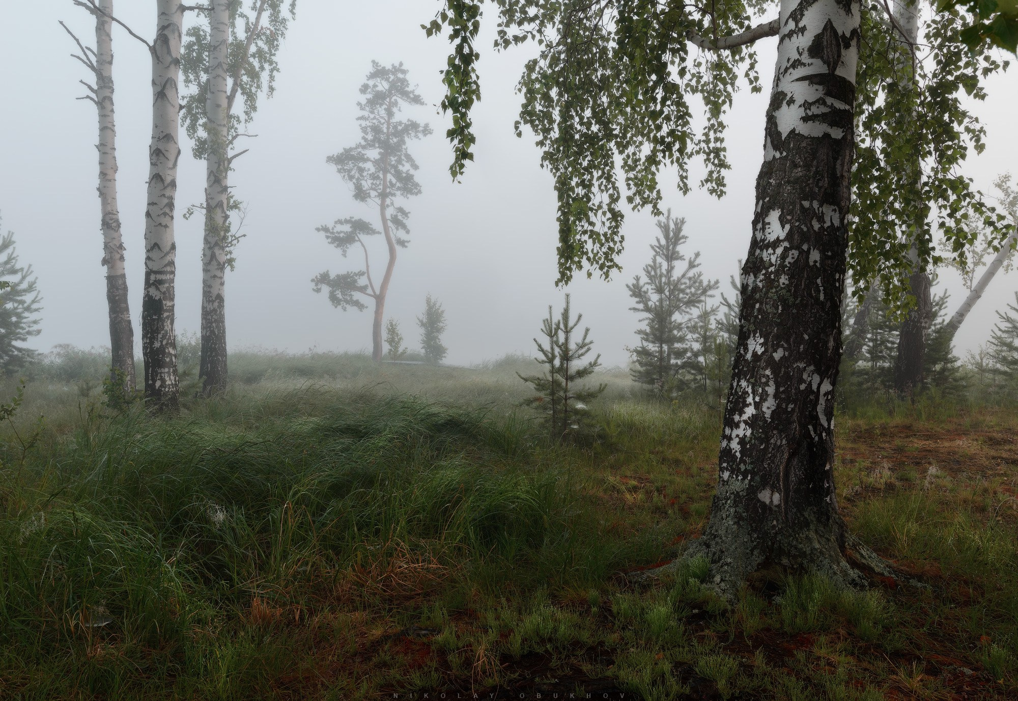 Природа Среднего Урала: березы в тумане на берегу Черноисточинского пруда.