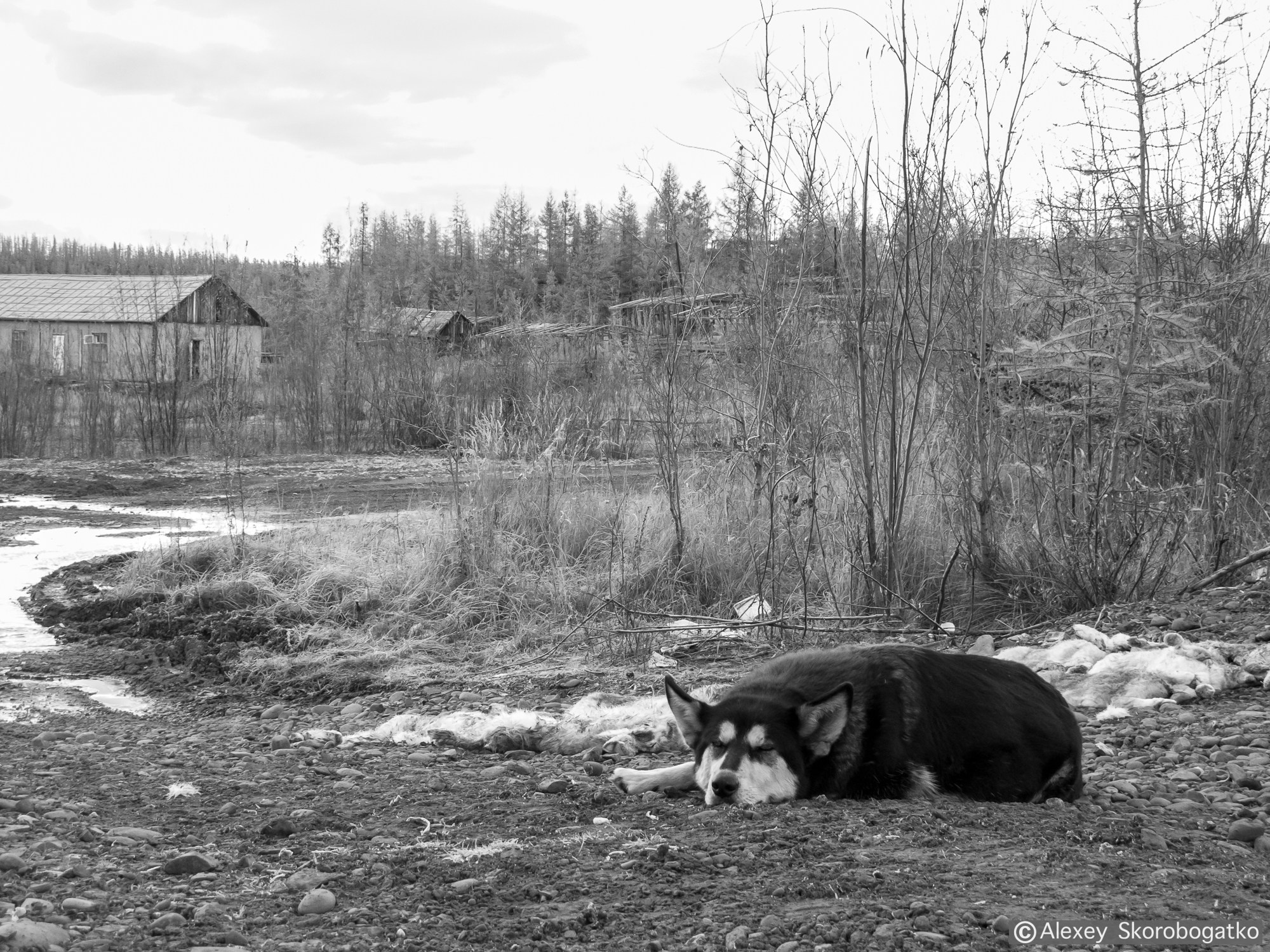 Якутия, п. Лазо, прииск Адычанский. Фотограф Алексей Скоробогатько