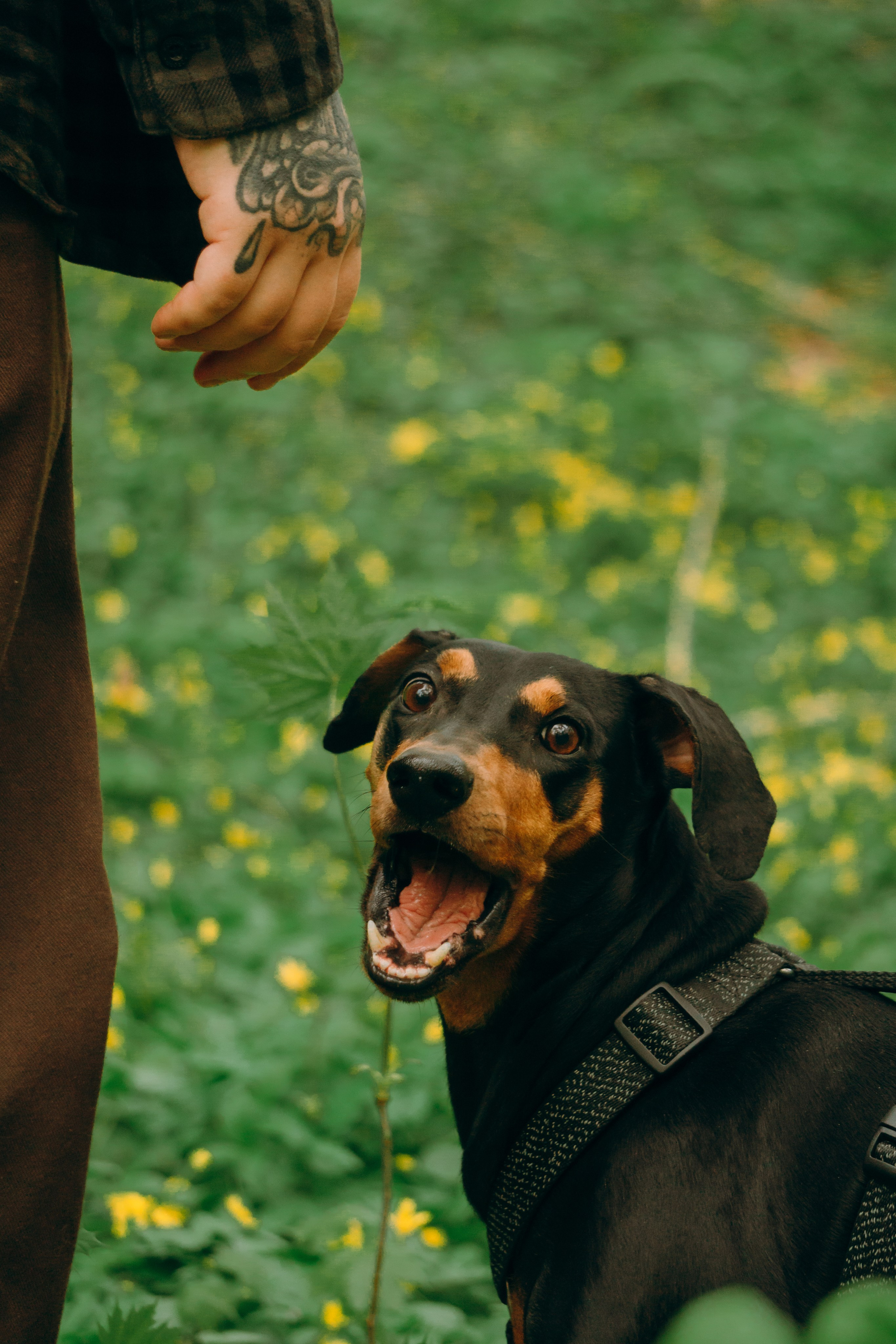 Кира, Максим и Аскара. Фотограф-анималист Ксения Воробьева, Москва