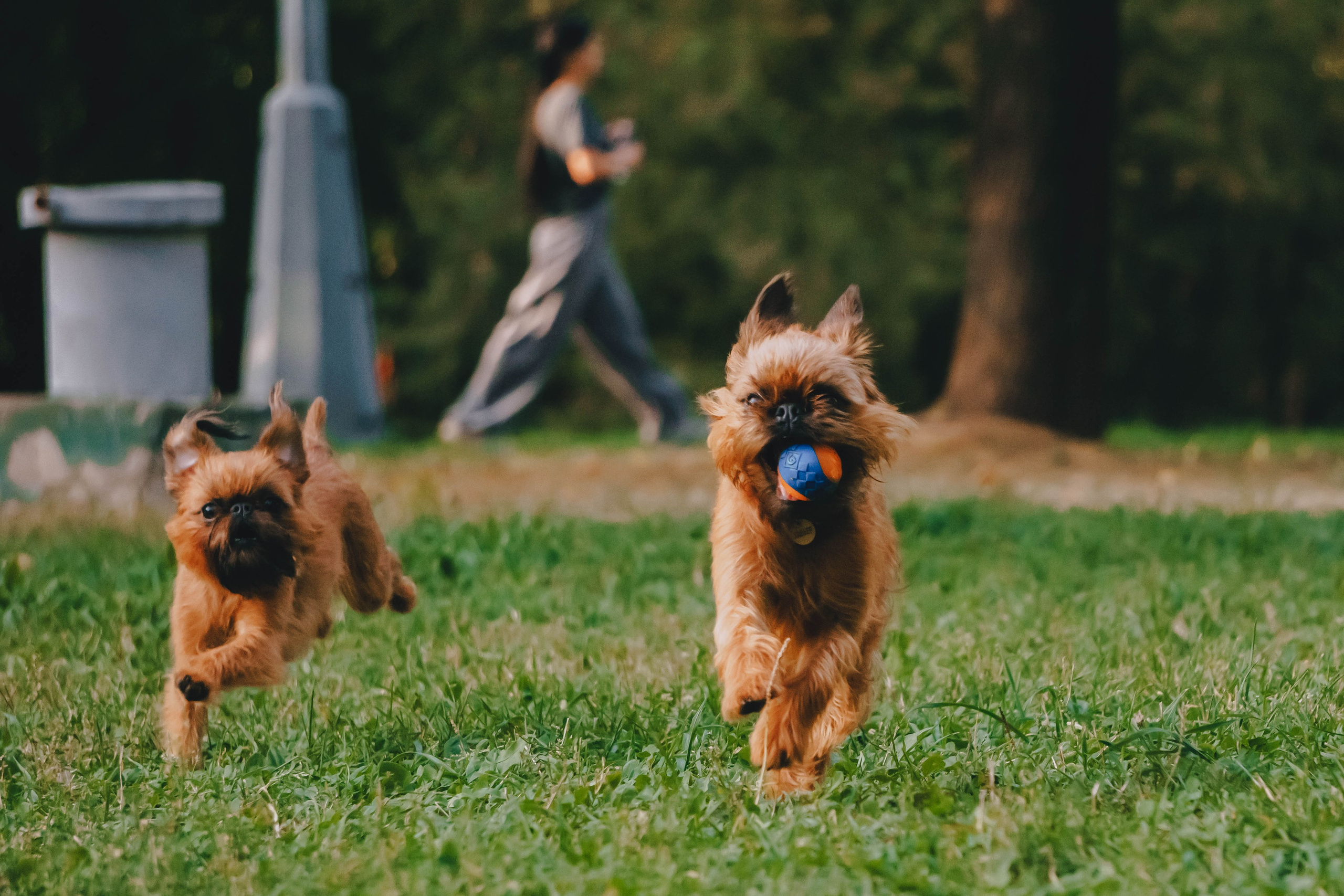 Мини-туса гриффоны и брабансоны. Фотограф-анималист Ксения Воробьева, Москва