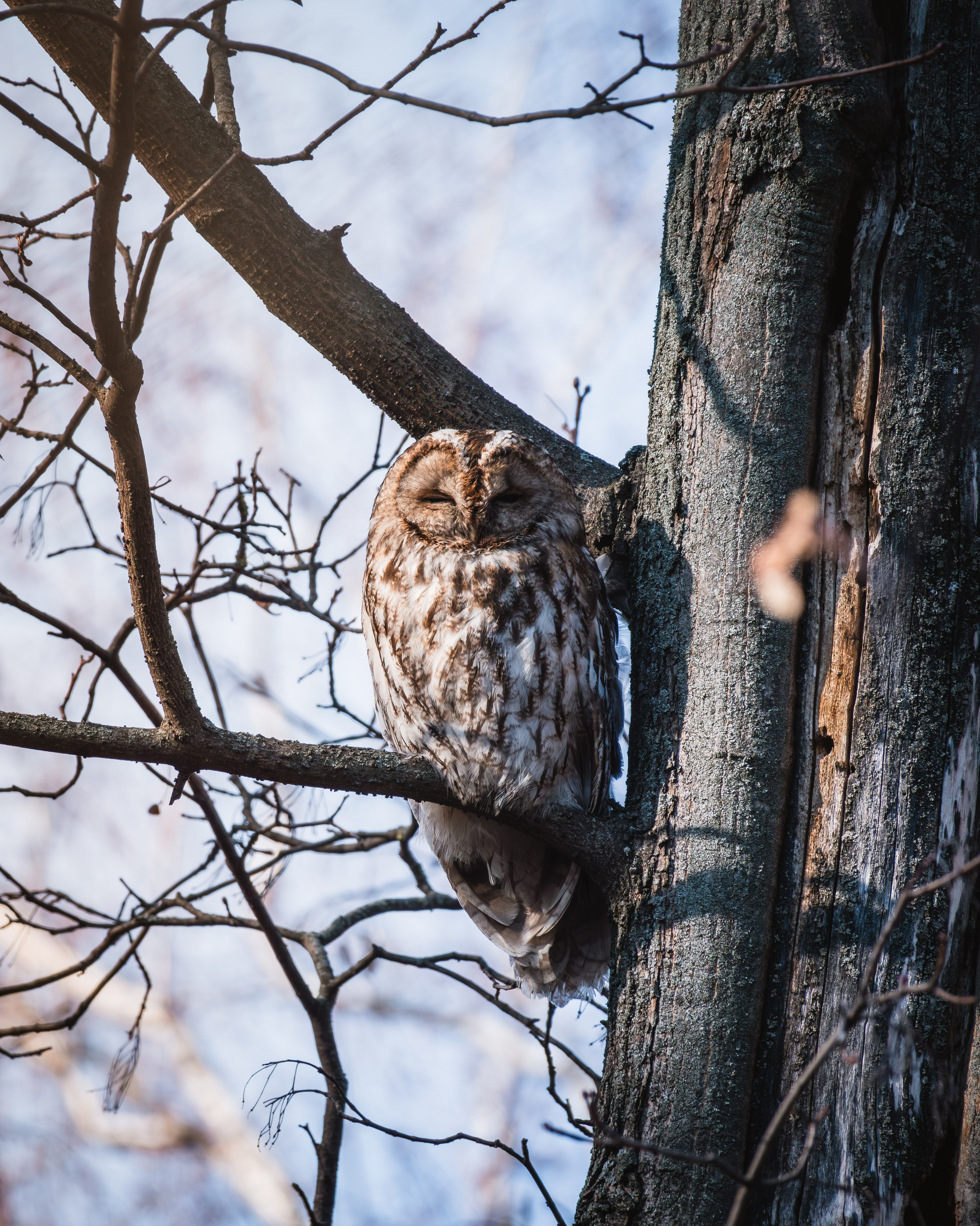 Voronezh 2025. Anton Chernov | Wildlife photographer