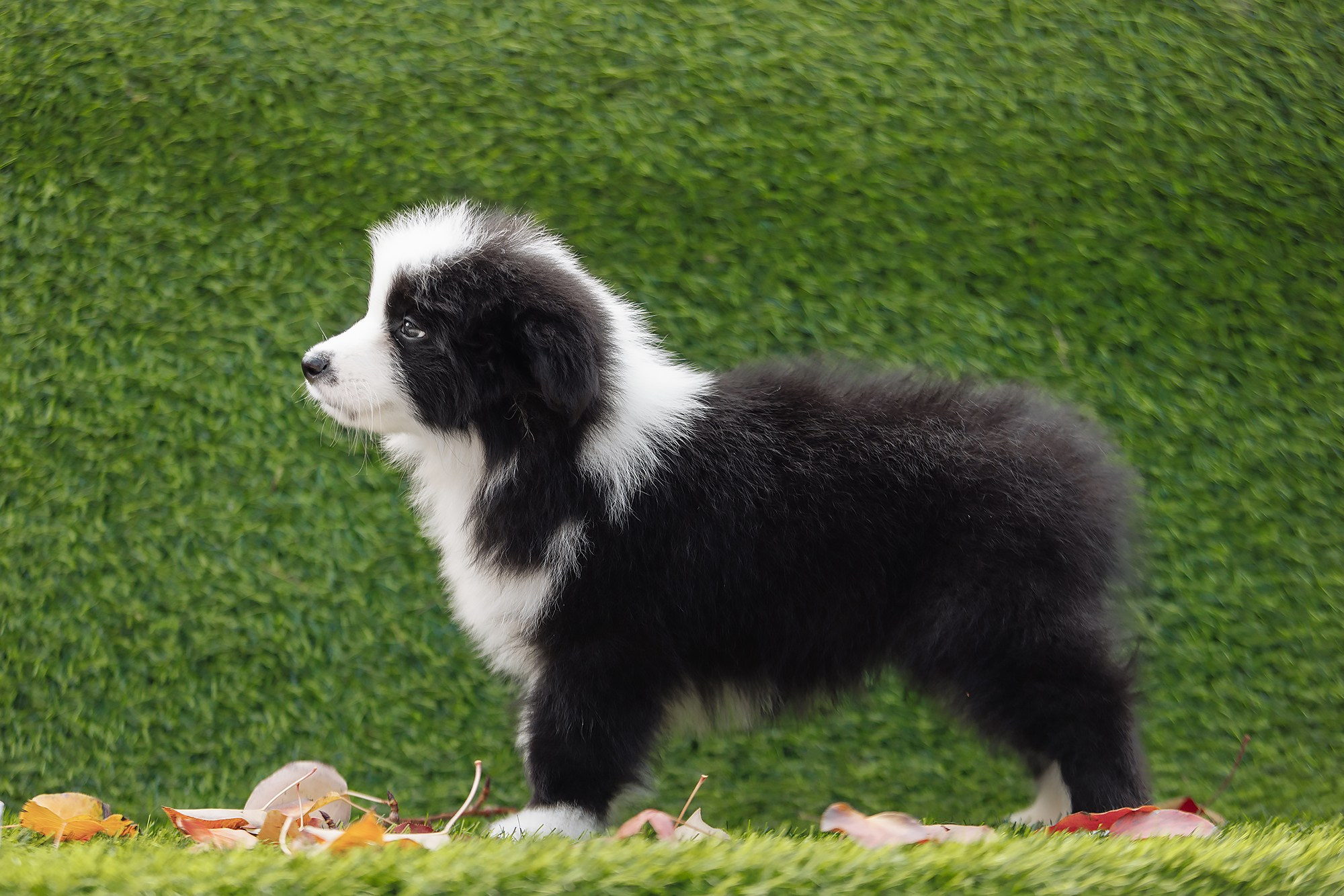 Новый лист. О нас