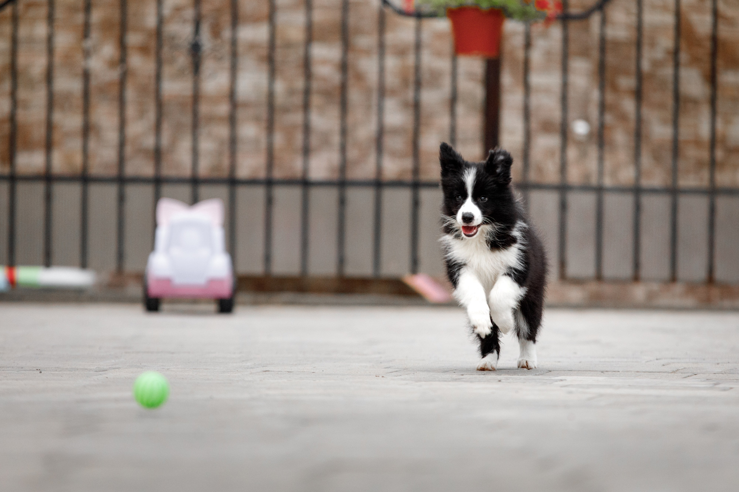 Болтовня в саду. О нас
