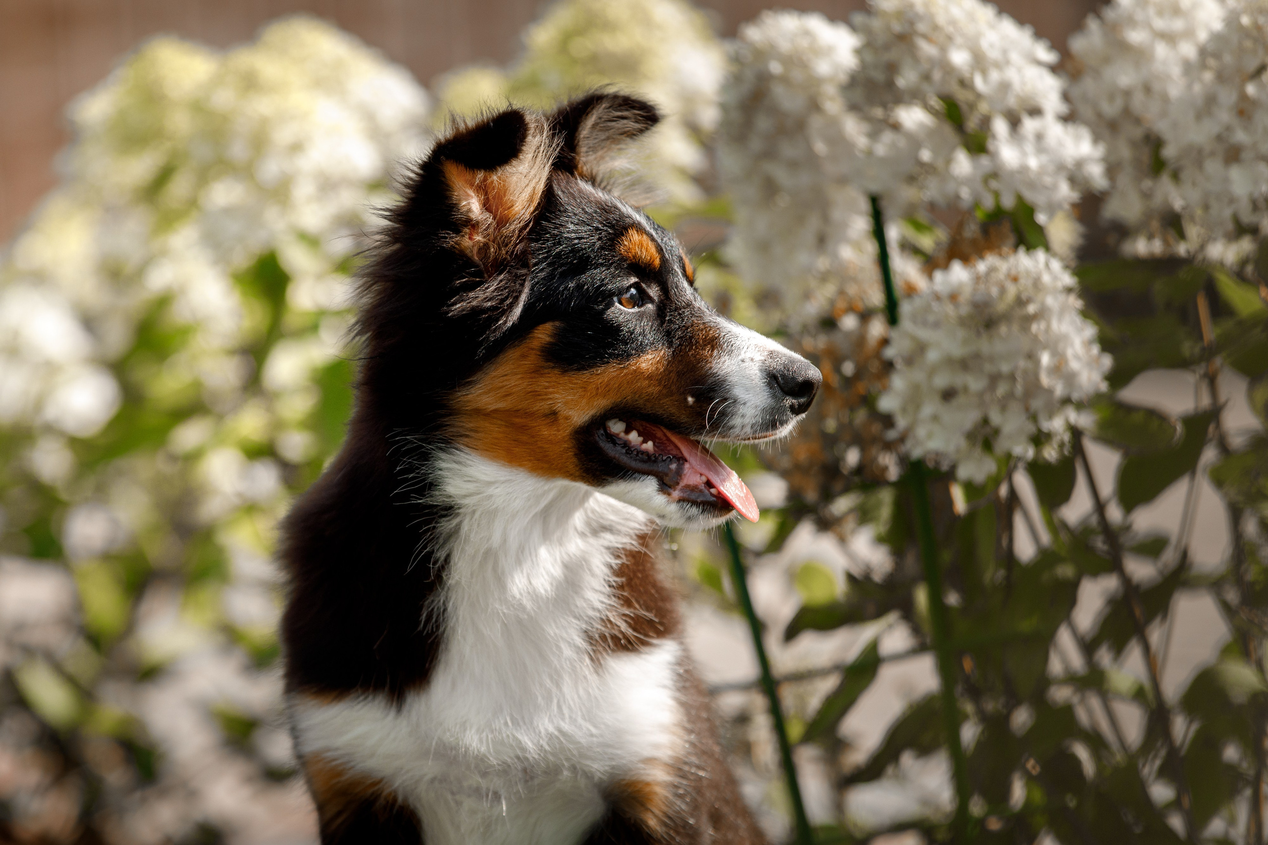 Смешарики. О нас