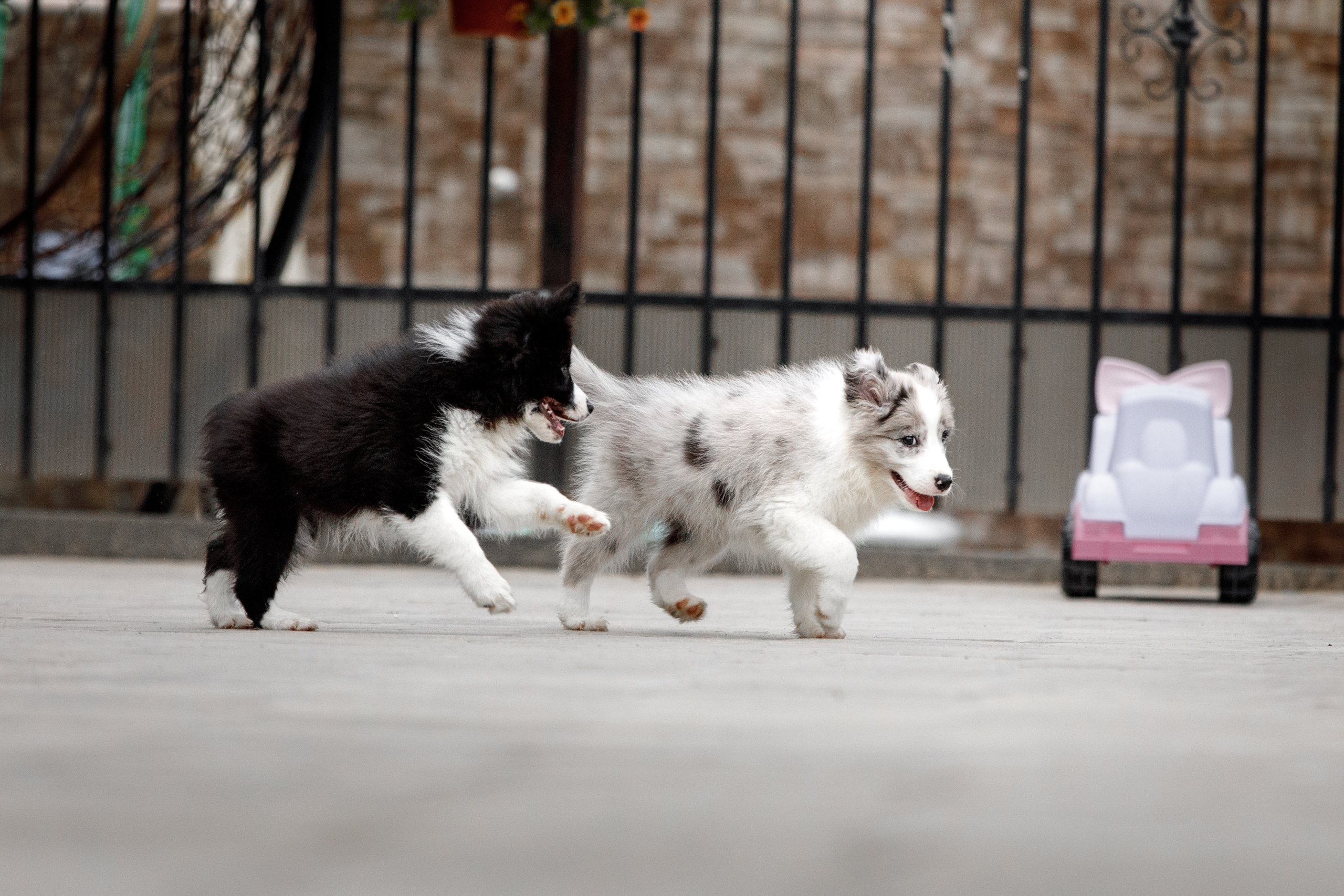 Болтовня в саду. О нас