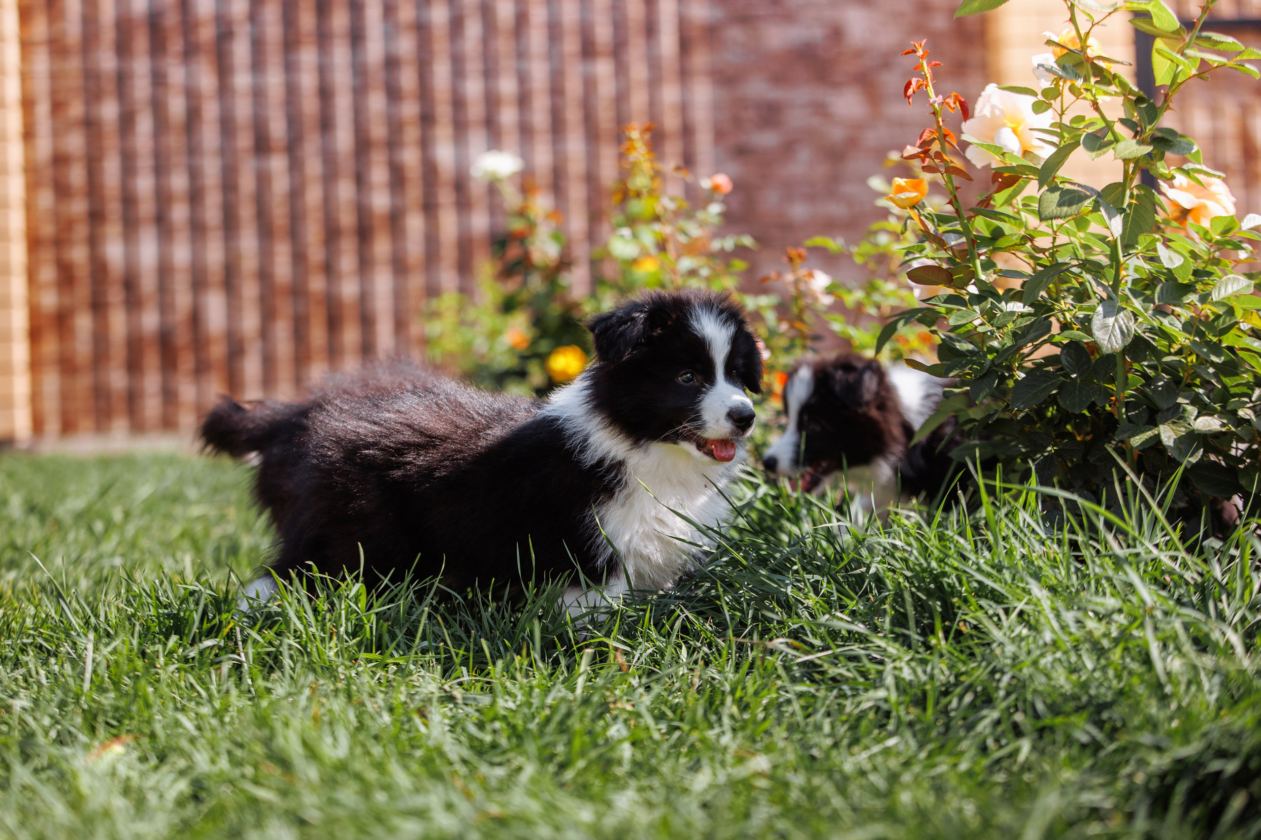 МММ — маленькое мягкое милое. О нас