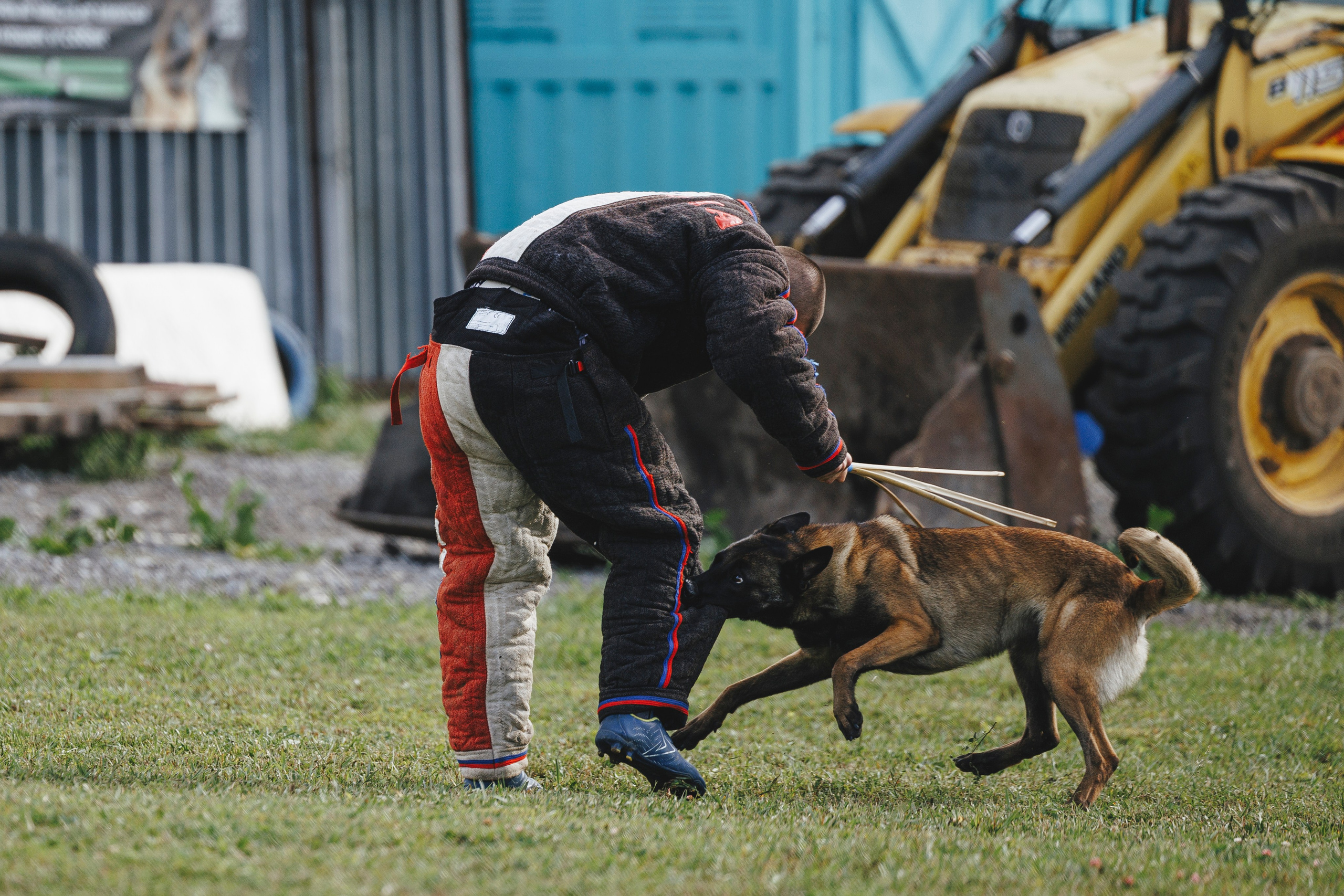 08.08.25-10.08.25 ЧР по мондьорингу г. Вологда. Фотограф-анималист Анна Маринич