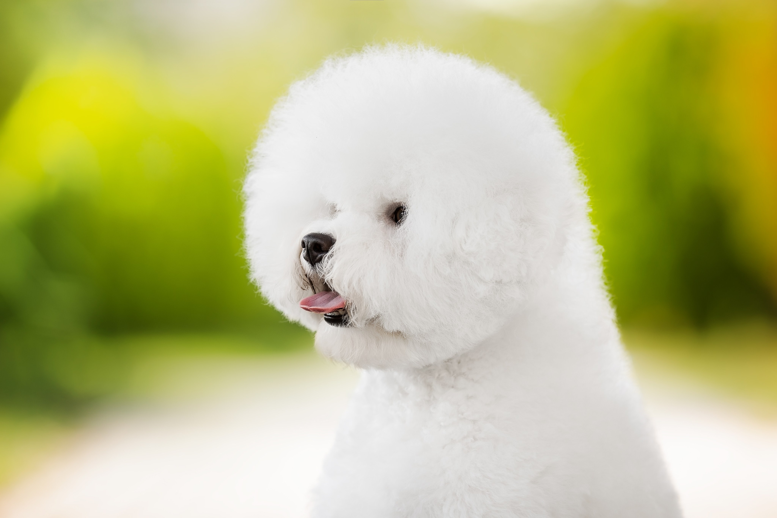 Анималистика. Репортажный фотограф Мария Мадзик