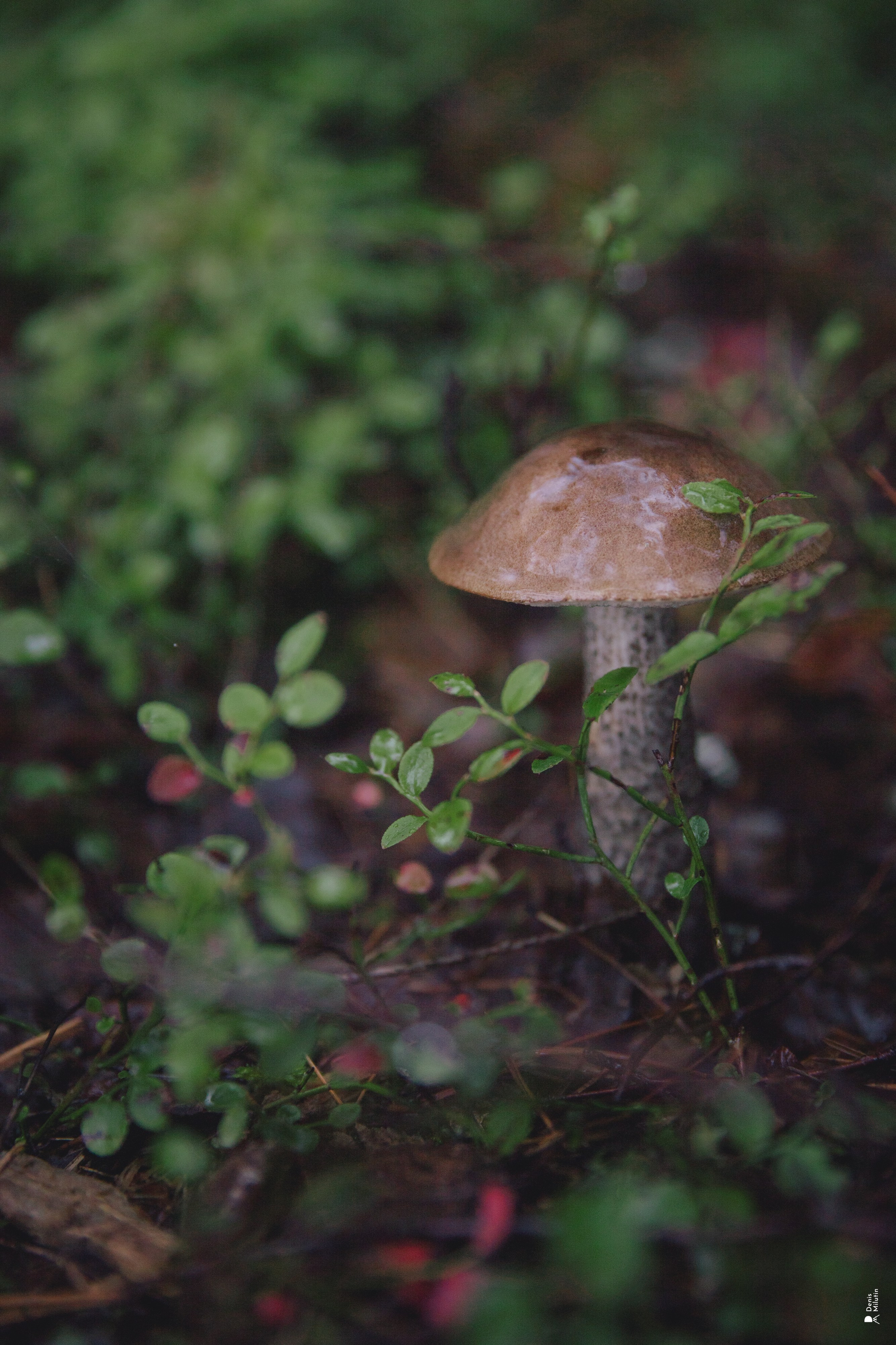 Женский Митрофаниевский скит Важеозерского мужского монастыря. Портретный фотограф Денис Милютин