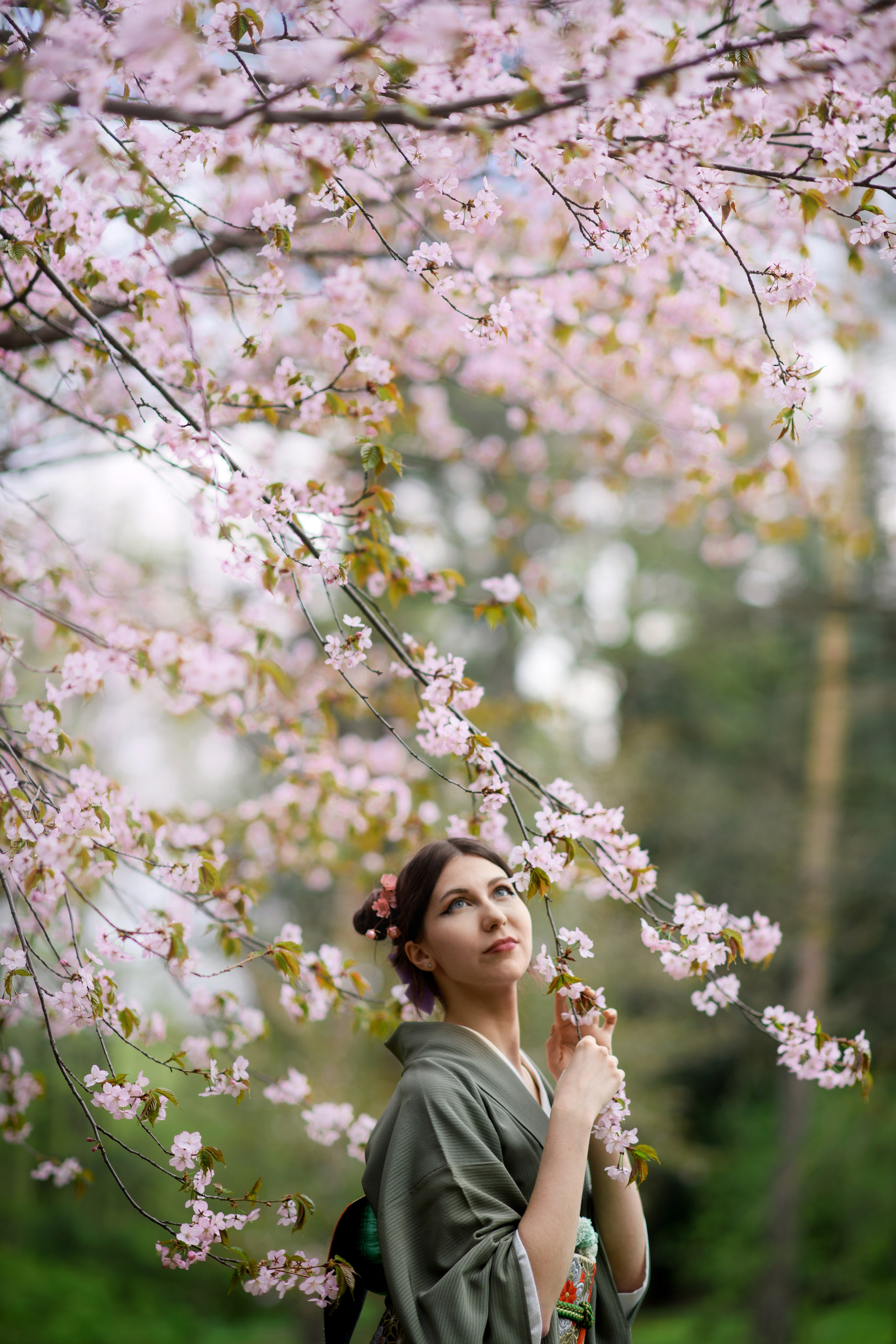 Любование цветением сакуры в Японском саду. Главная