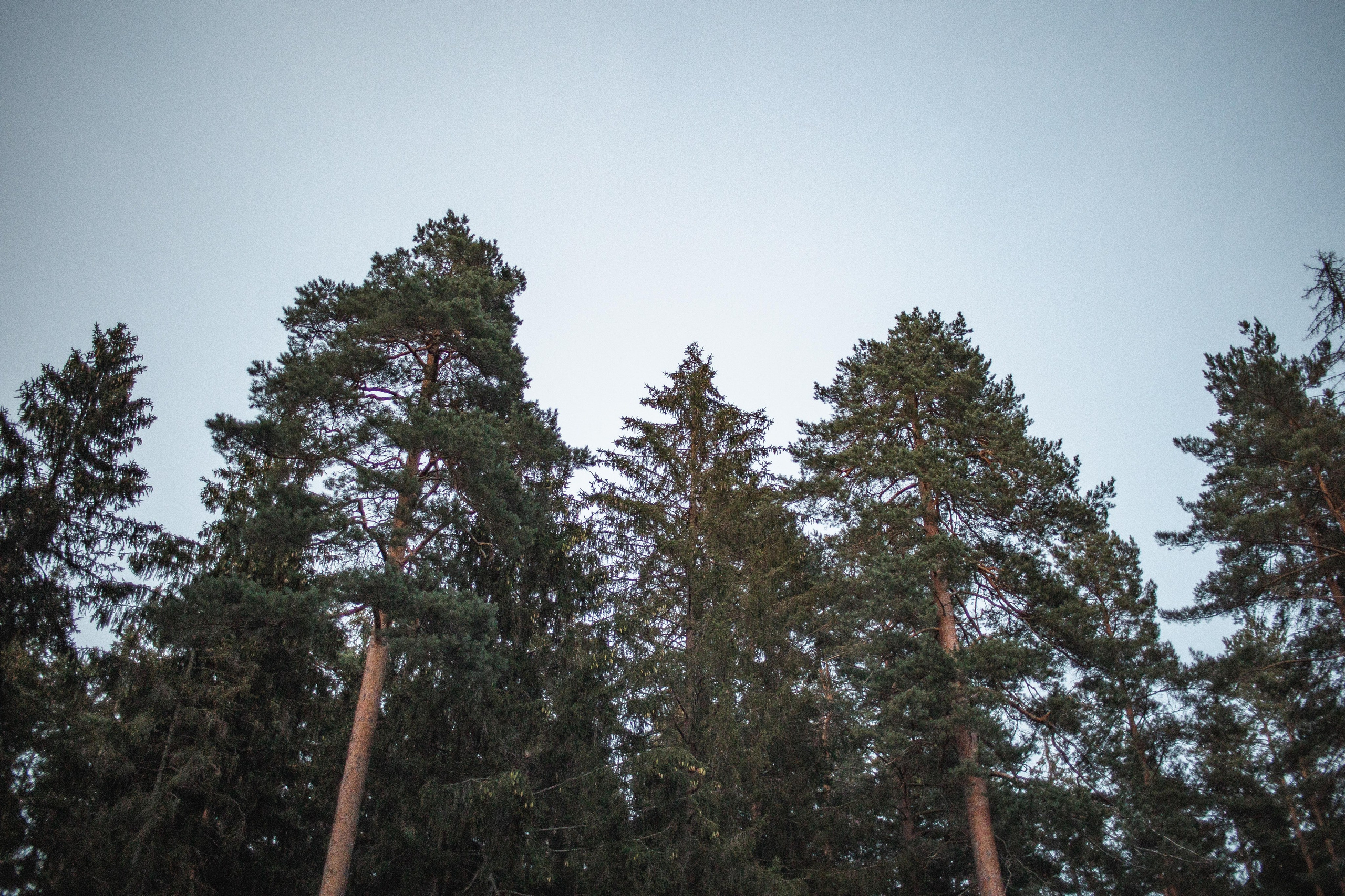 K & О. Свадебный фотограф Юлия Шторм